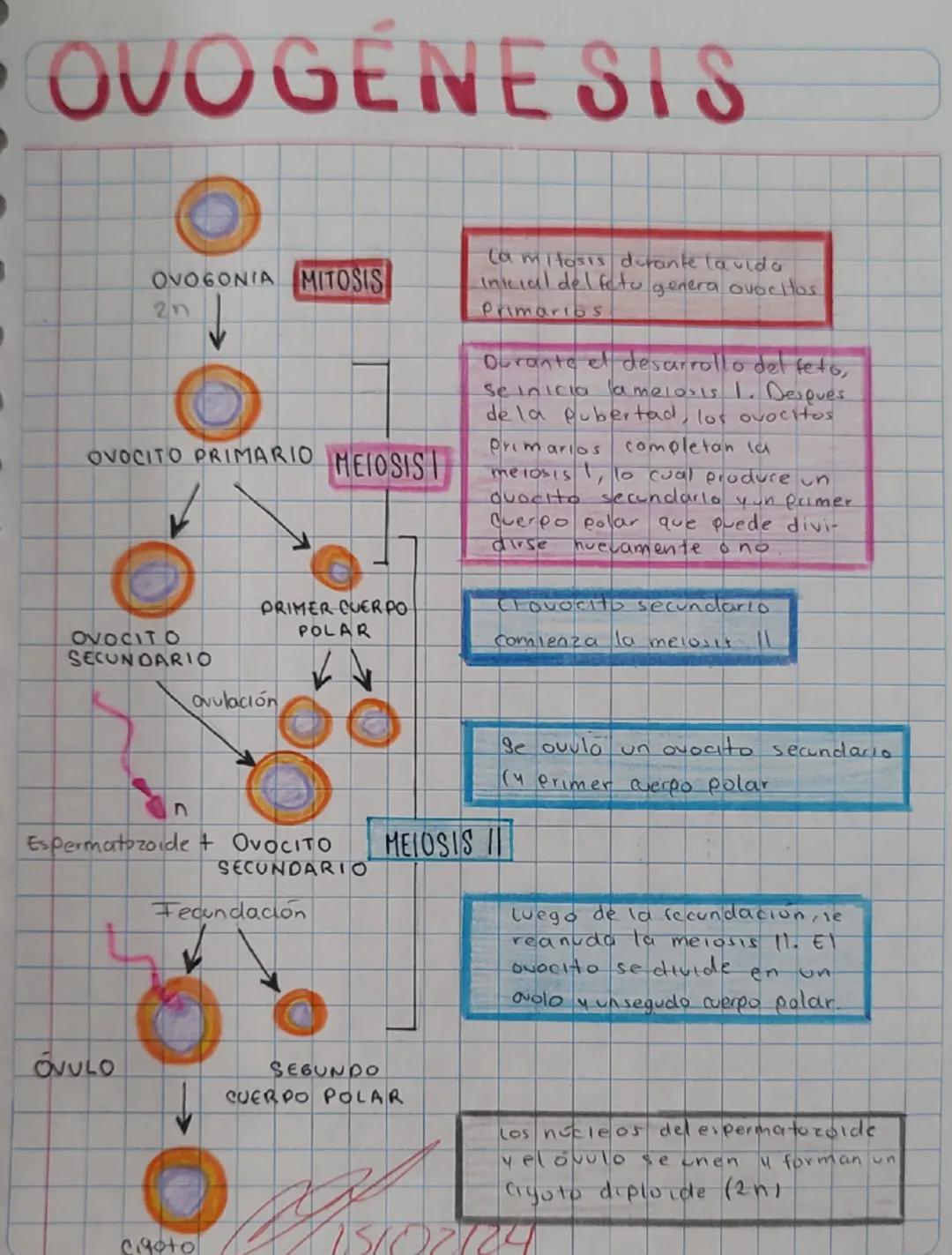 # OVOGENESIS

OVOGONIA MITOSIS

2n

↓

OVOCITO PRIMARIO MEIOSISI

OVOCITO
SECUNDARIO

PRIMER CUERPO
POLAR

la mitosis durante la vida
Inicia