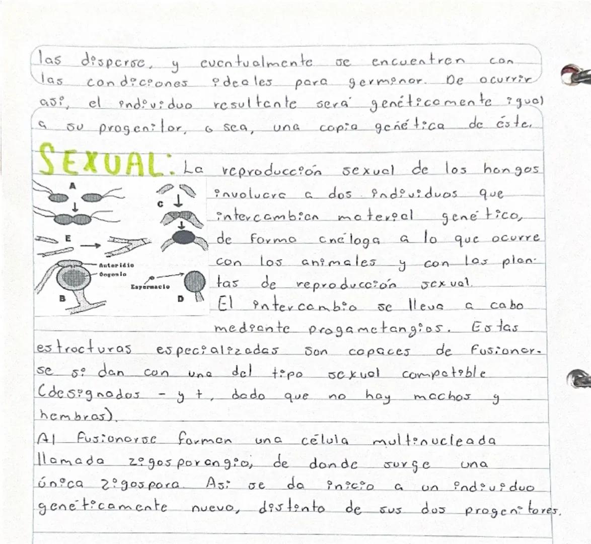 # REINO FUNGI

ALIMENTACIÓN - PARED CELULAR - REPRODUCCIÓN

# ALIMENTACIÓN

Los hongos obtienen. 505 nutrientes al absorber com-
puestos org