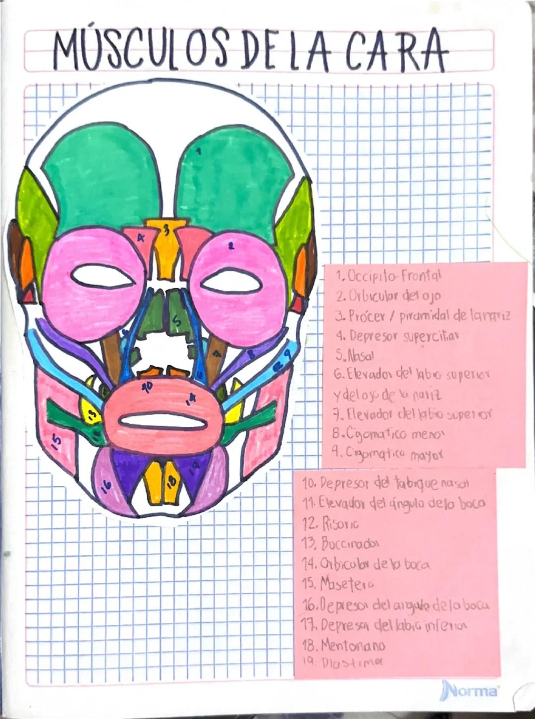 Músculos de la Cara: Nombres y Funciones
