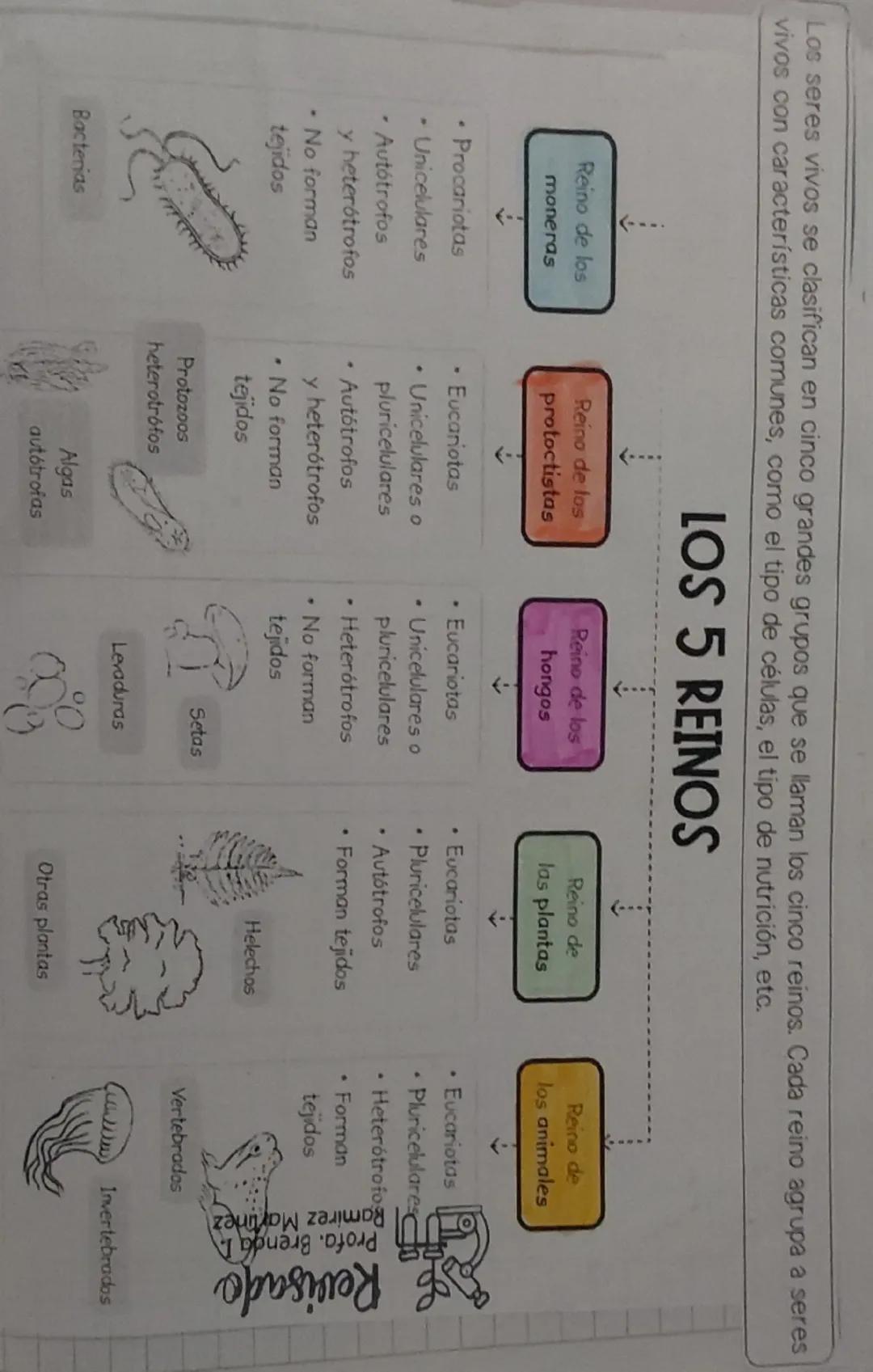 Los seres vivos se clasifican en cinco grandes grupos que se llaman los cinco reinos. Cada reino agrupa a seres
vivos con características co