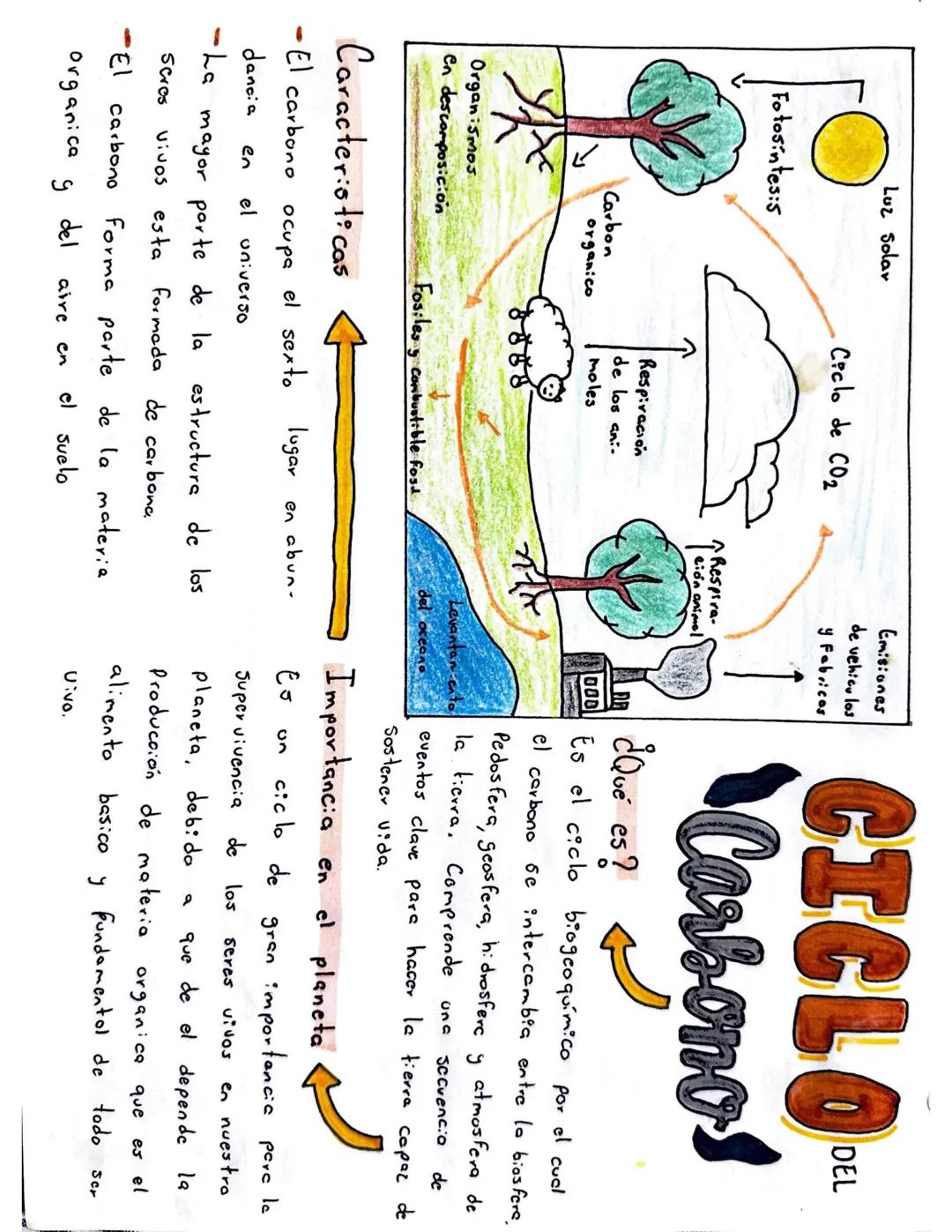 El Ciclo del Carbono: Su Rol en la Naturaleza y su Relevancia