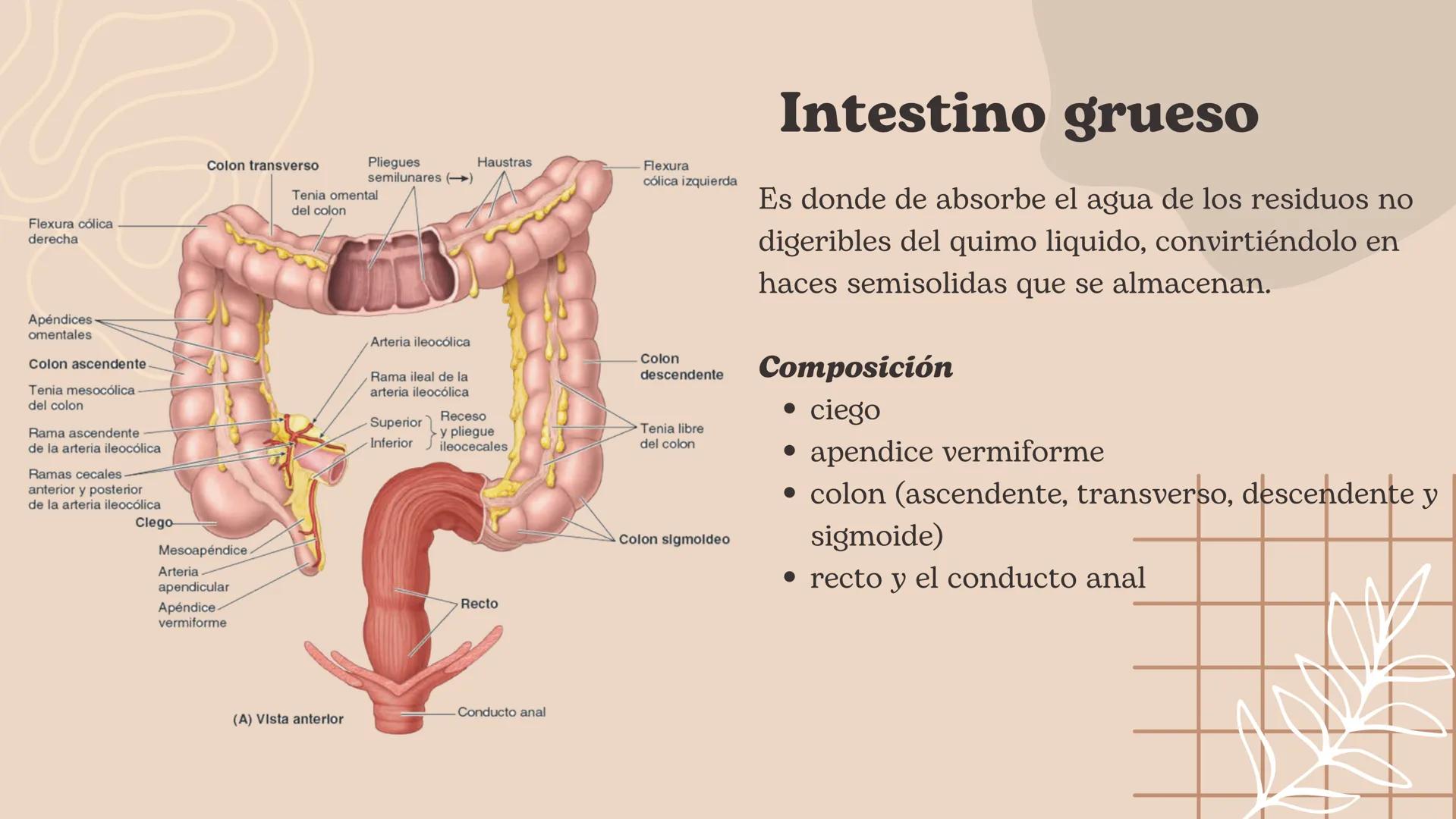 Flexura cólica
derecha
Colon transverso
Apéndices
omentales
Colon ascendente
Tenia mesocólica
del colon
Rama ascendente
de la arteria ileocó