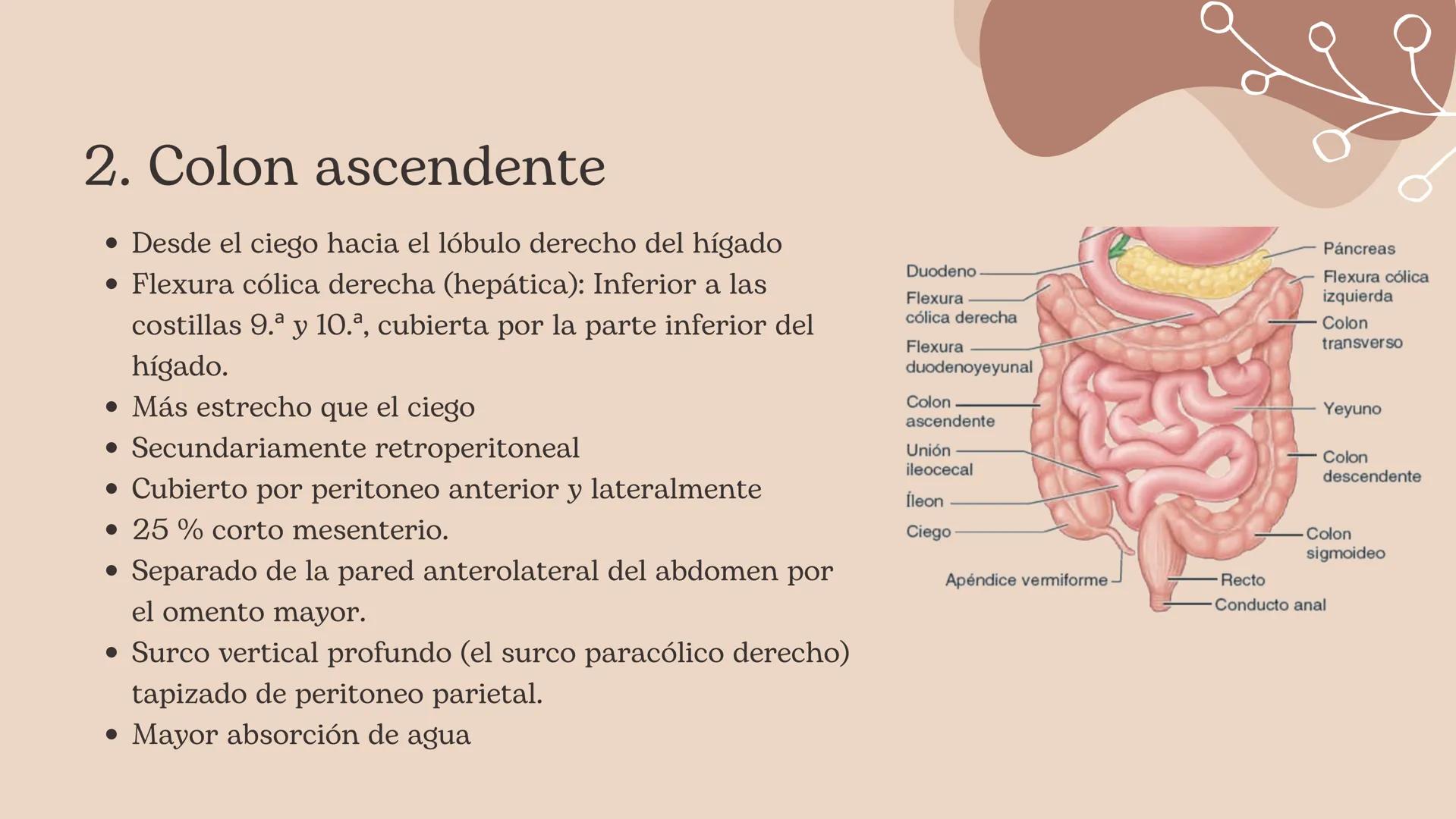 Flexura cólica
derecha
Colon transverso
Apéndices
omentales
Colon ascendente
Tenia mesocólica
del colon
Rama ascendente
de la arteria ileocó
