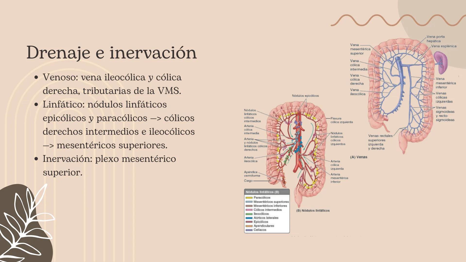 Flexura cólica
derecha
Colon transverso
Apéndices
omentales
Colon ascendente
Tenia mesocólica
del colon
Rama ascendente
de la arteria ileocó