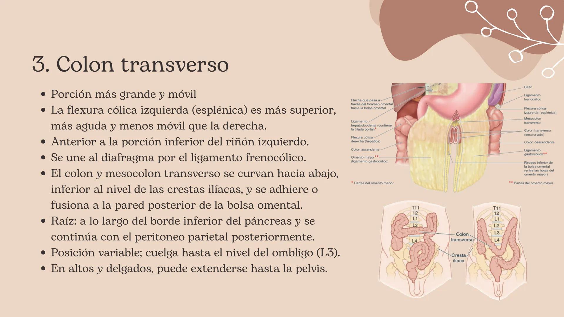 Flexura cólica
derecha
Colon transverso
Apéndices
omentales
Colon ascendente
Tenia mesocólica
del colon
Rama ascendente
de la arteria ileocó