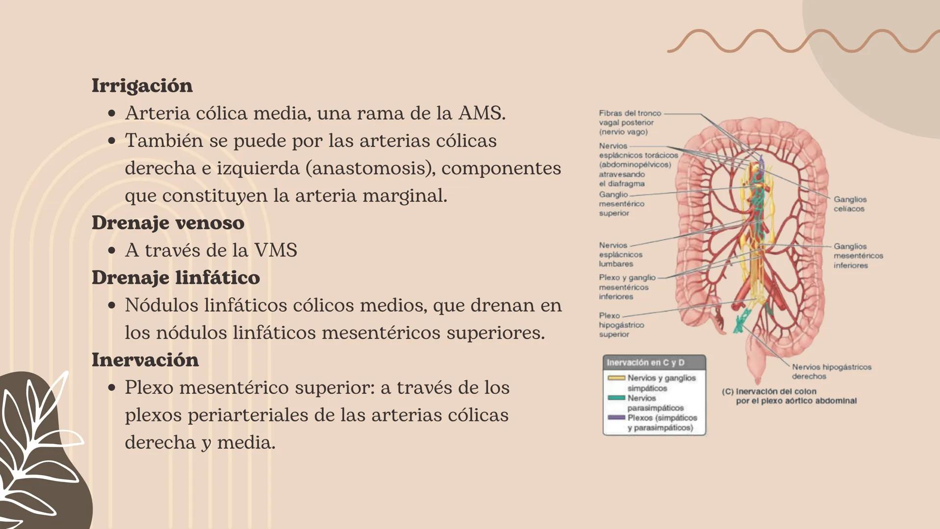 Flexura cólica
derecha
Colon transverso
Apéndices
omentales
Colon ascendente
Tenia mesocólica
del colon
Rama ascendente
de la arteria ileocó