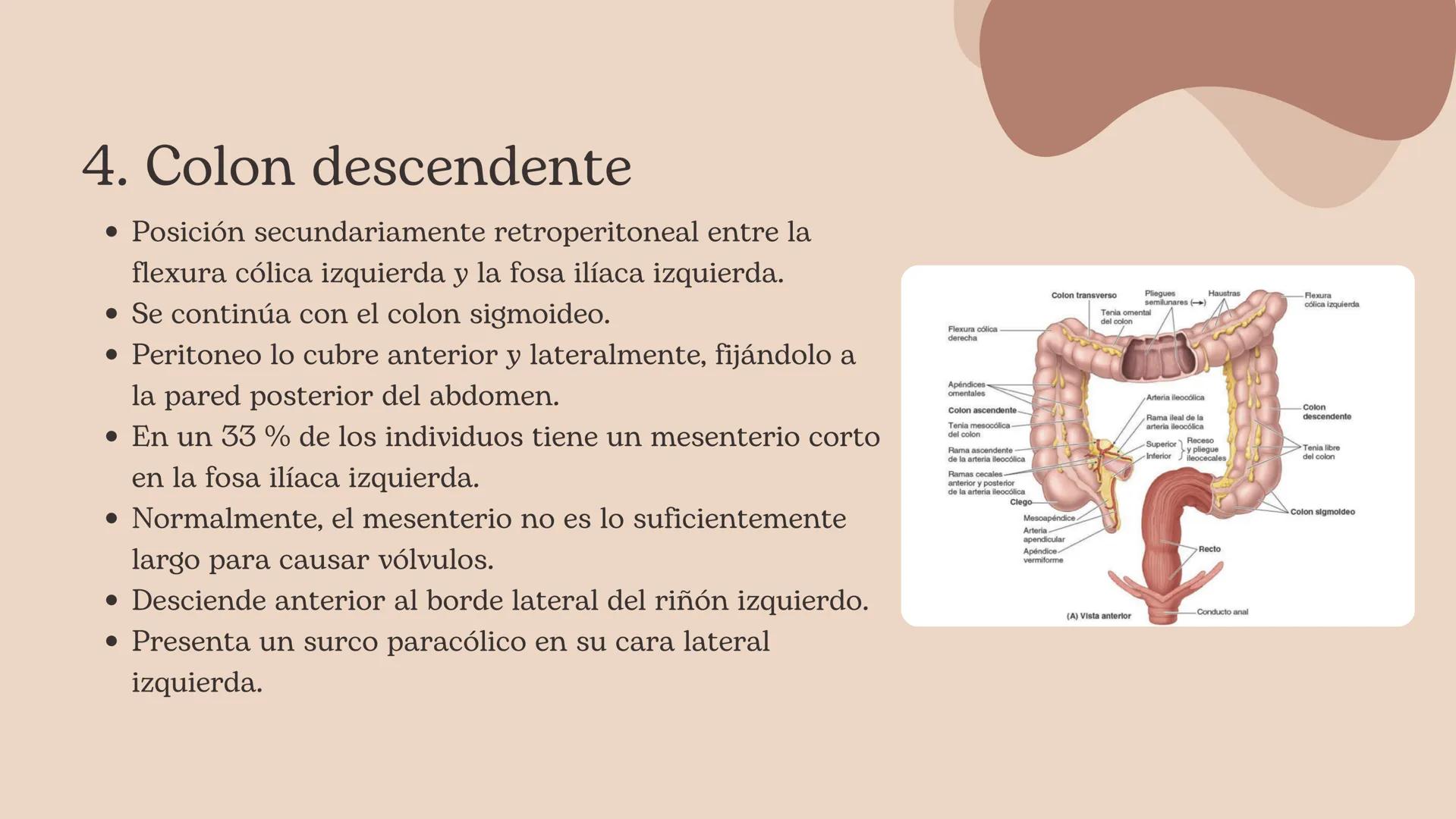 Flexura cólica
derecha
Colon transverso
Apéndices
omentales
Colon ascendente
Tenia mesocólica
del colon
Rama ascendente
de la arteria ileocó