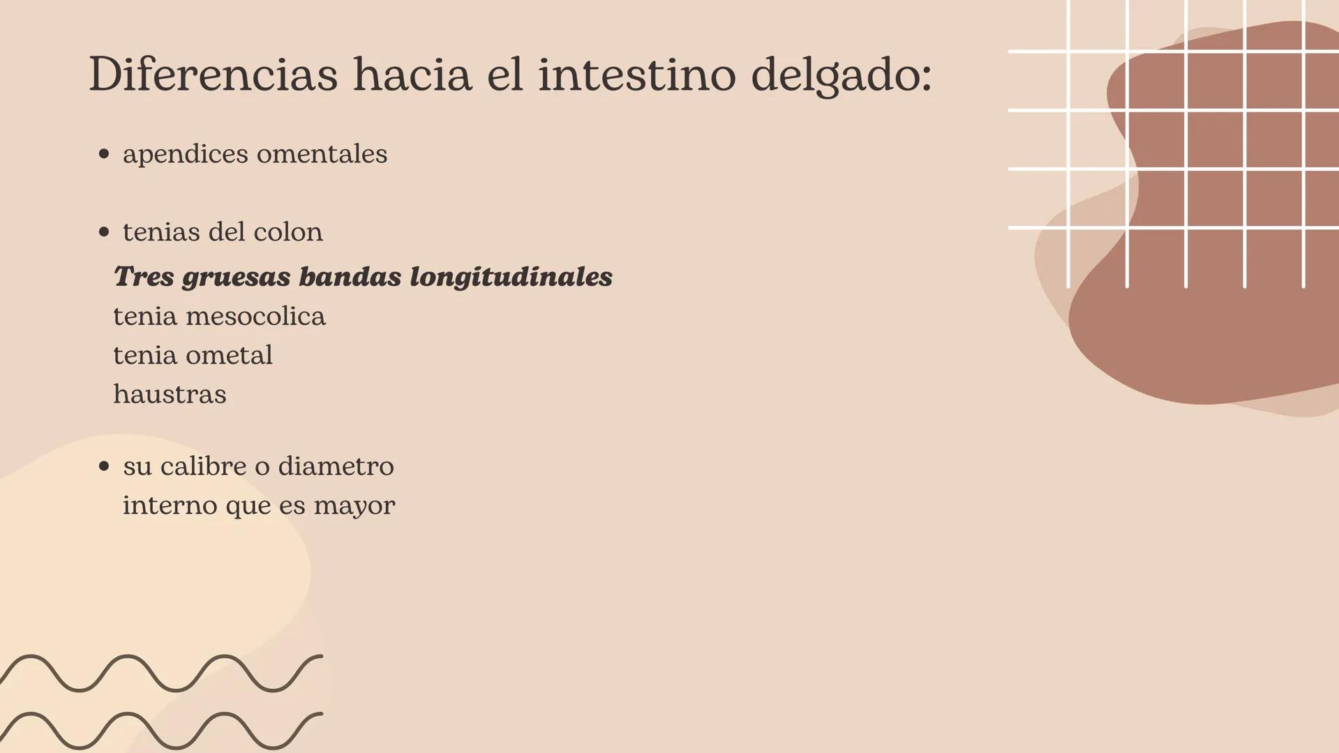 Flexura cólica
derecha
Colon transverso
Apéndices
omentales
Colon ascendente
Tenia mesocólica
del colon
Rama ascendente
de la arteria ileocó