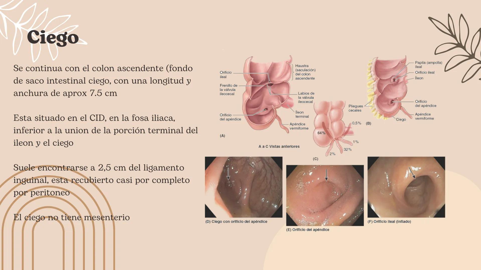 Flexura cólica
derecha
Colon transverso
Apéndices
omentales
Colon ascendente
Tenia mesocólica
del colon
Rama ascendente
de la arteria ileocó