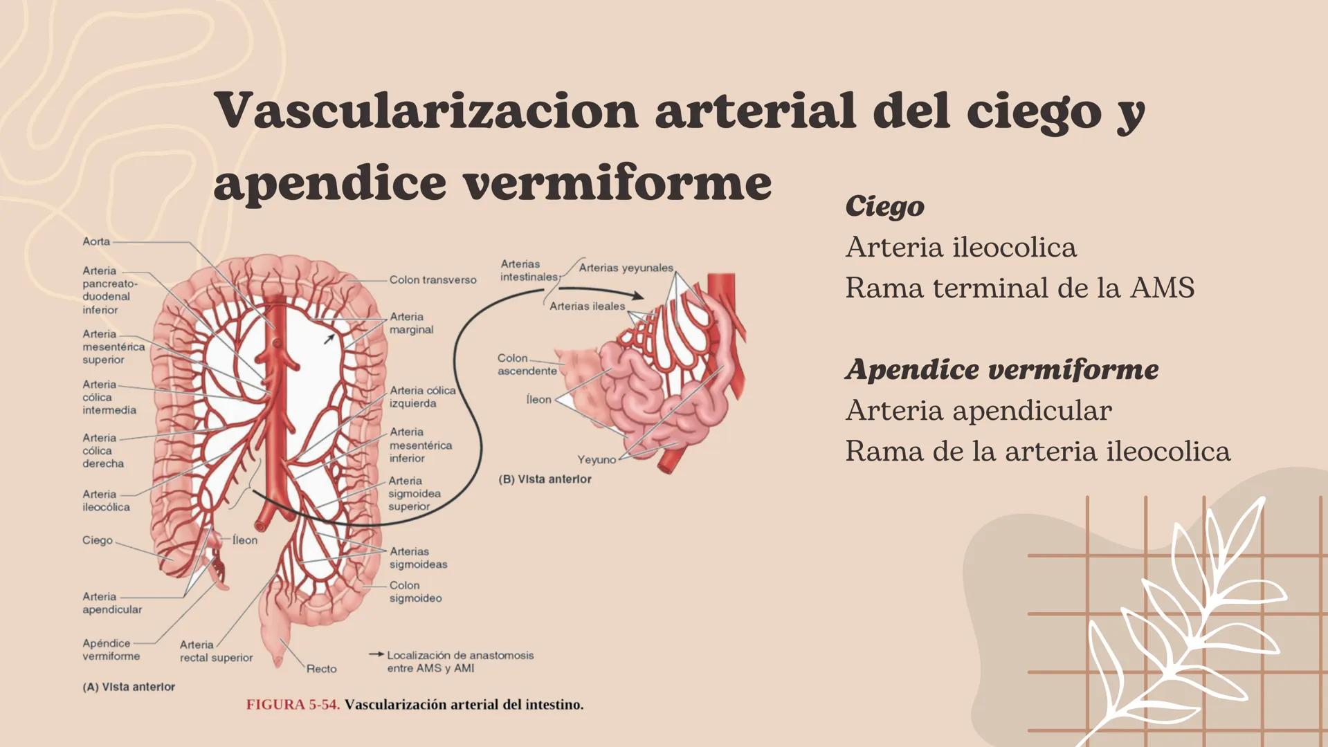 Flexura cólica
derecha
Colon transverso
Apéndices
omentales
Colon ascendente
Tenia mesocólica
del colon
Rama ascendente
de la arteria ileocó