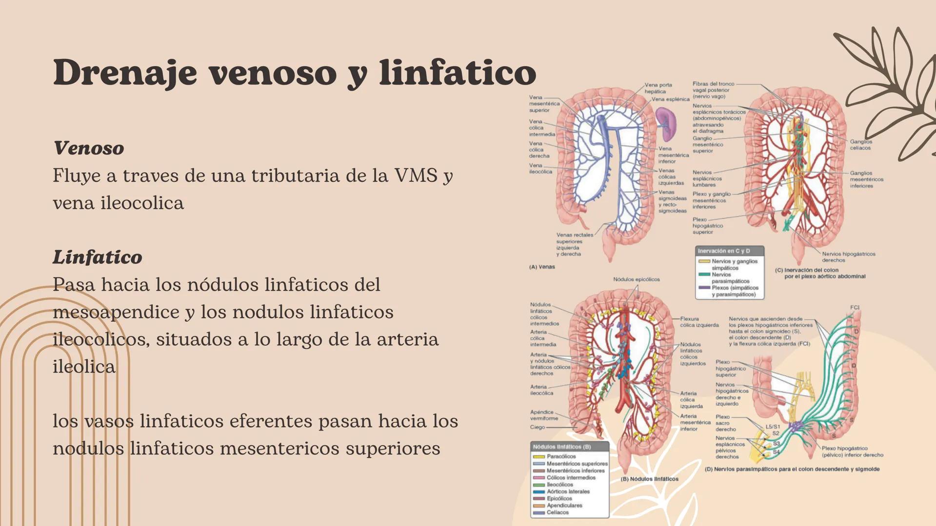 Flexura cólica
derecha
Colon transverso
Apéndices
omentales
Colon ascendente
Tenia mesocólica
del colon
Rama ascendente
de la arteria ileocó