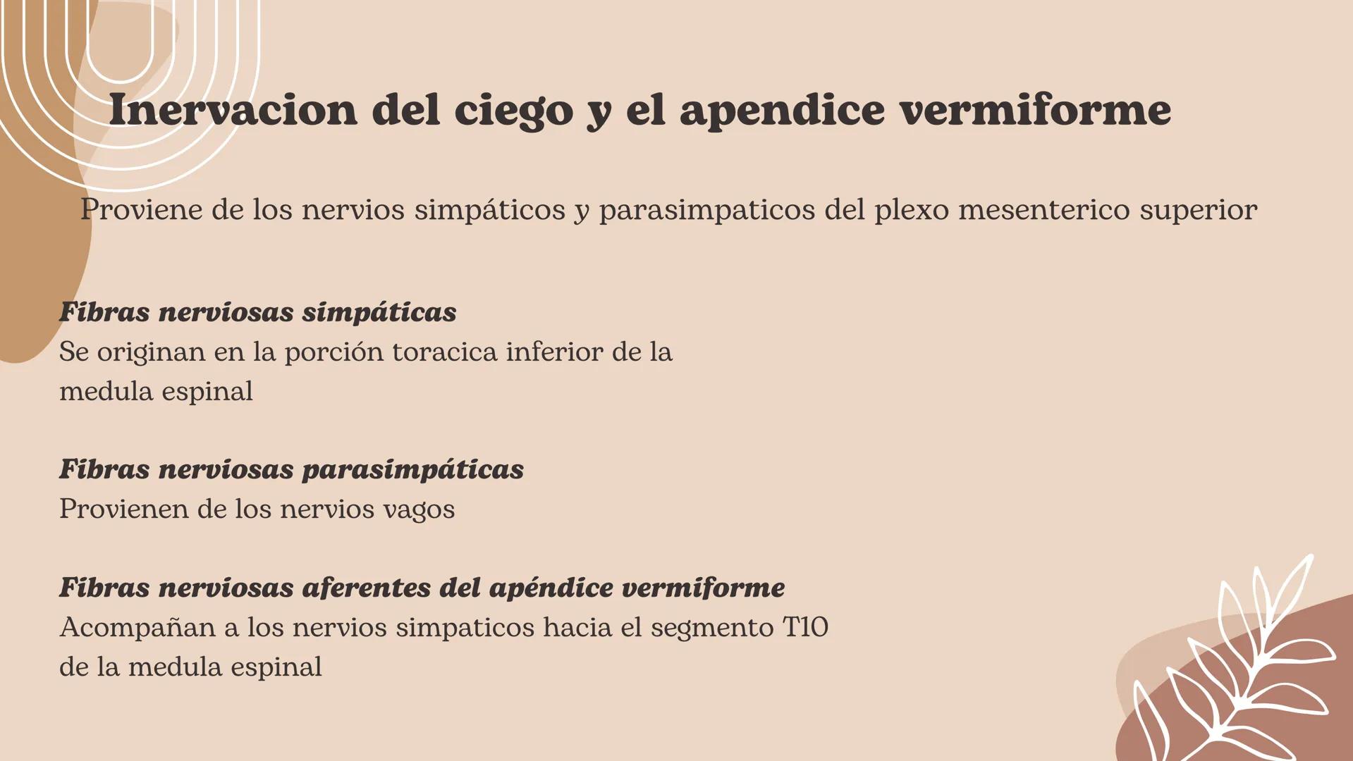 Flexura cólica
derecha
Colon transverso
Apéndices
omentales
Colon ascendente
Tenia mesocólica
del colon
Rama ascendente
de la arteria ileocó