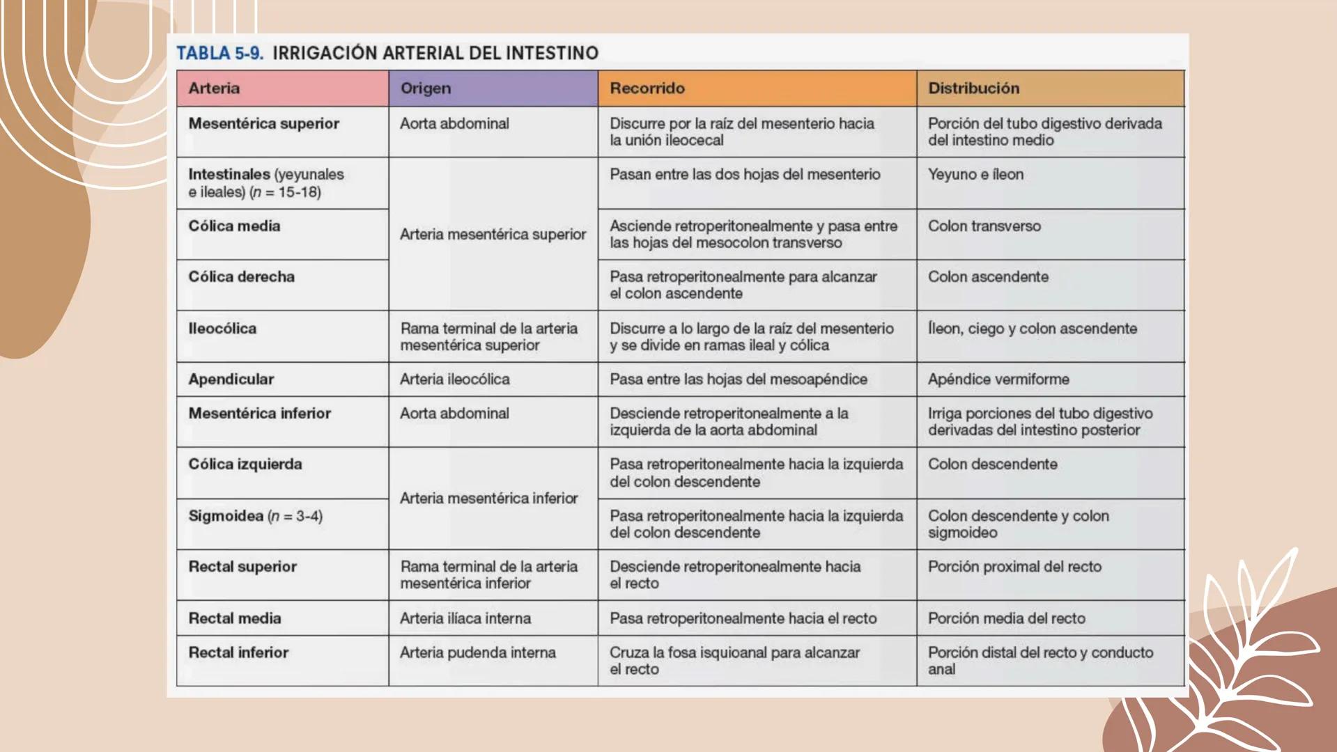 Flexura cólica
derecha
Colon transverso
Apéndices
omentales
Colon ascendente
Tenia mesocólica
del colon
Rama ascendente
de la arteria ileocó
