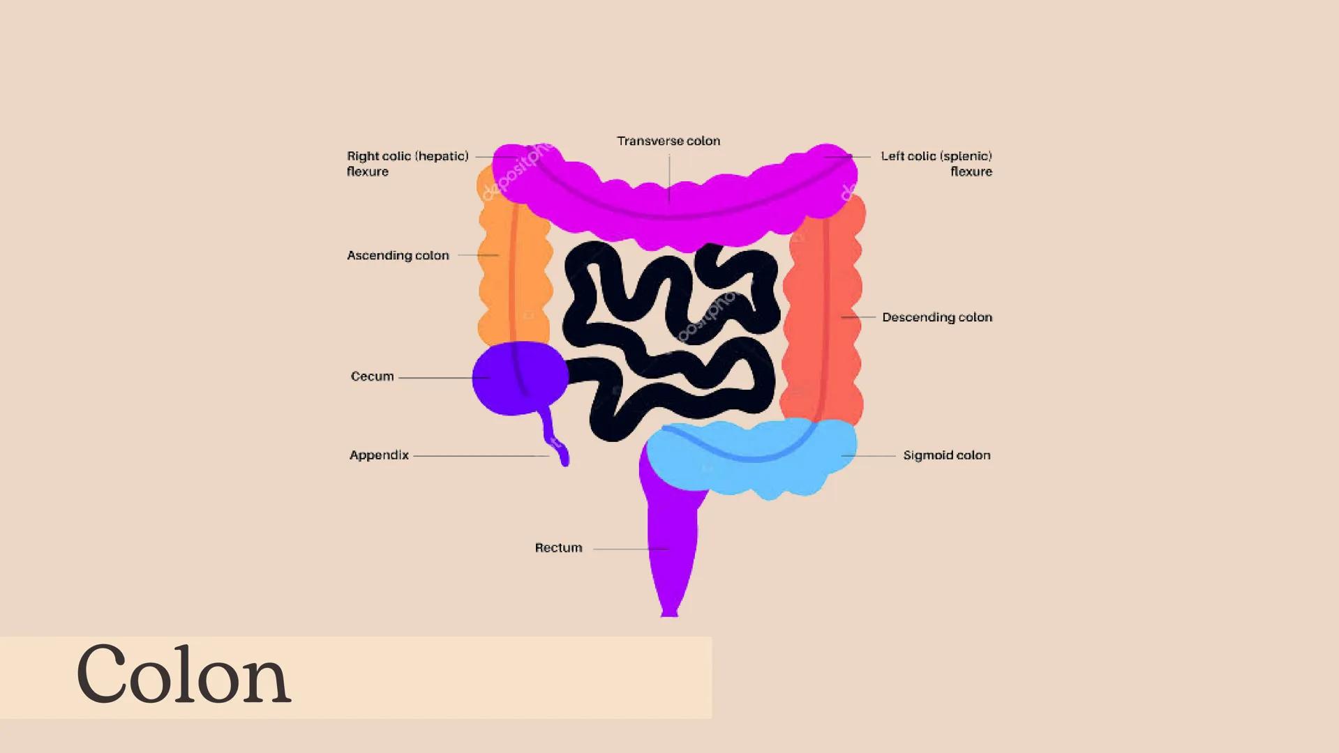 Flexura cólica
derecha
Colon transverso
Apéndices
omentales
Colon ascendente
Tenia mesocólica
del colon
Rama ascendente
de la arteria ileocó