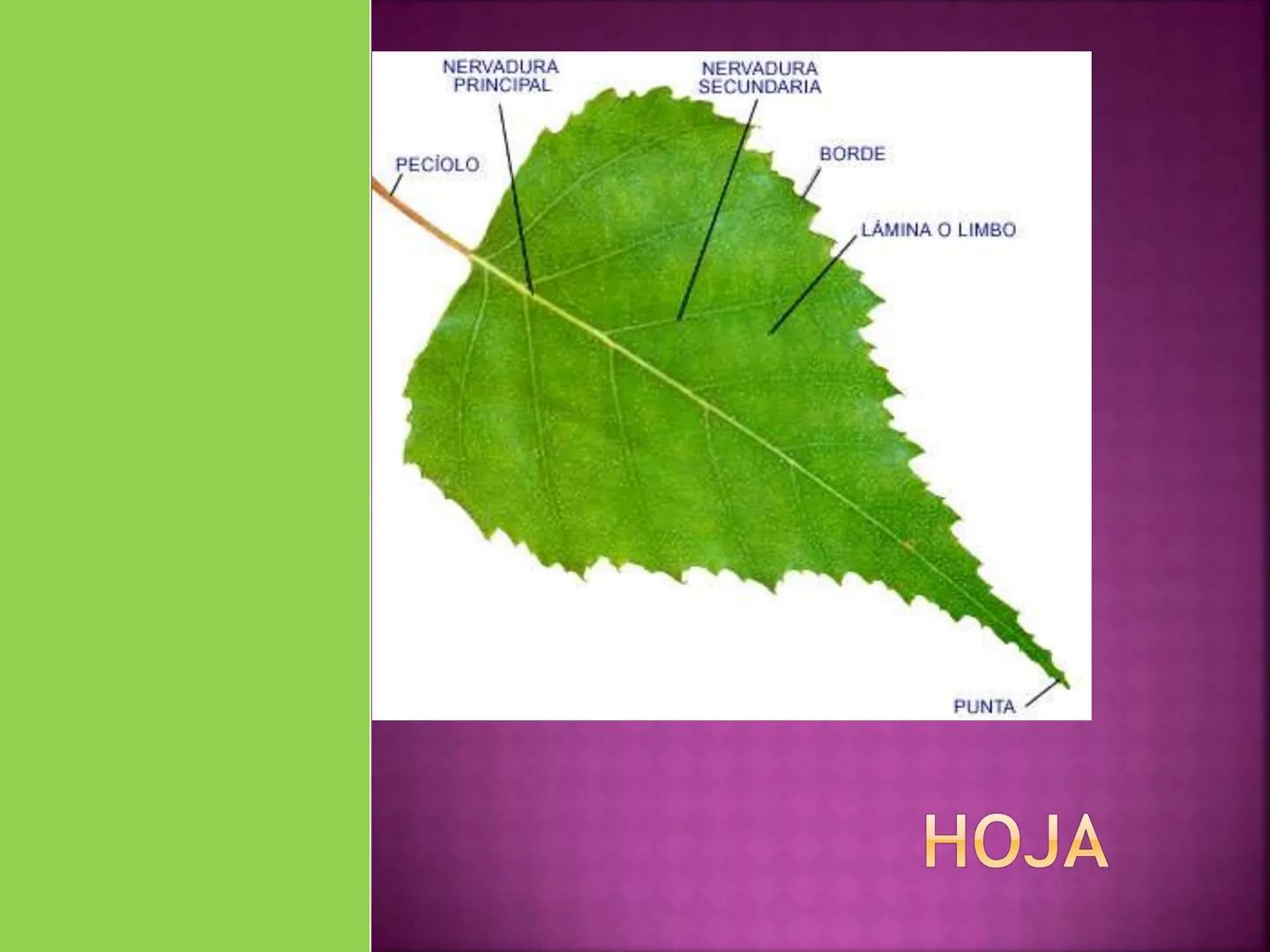 - NERVADURA
  PRINCIPAL
- PECÍOLO
- NERVADURA
  SECUNDARIA
- BORDE
- LÁMINA O LIMBO
- PUNTA

HOJA # CONTENIDO TEMÁTICO
* 6.4. La Hoja: Fotos