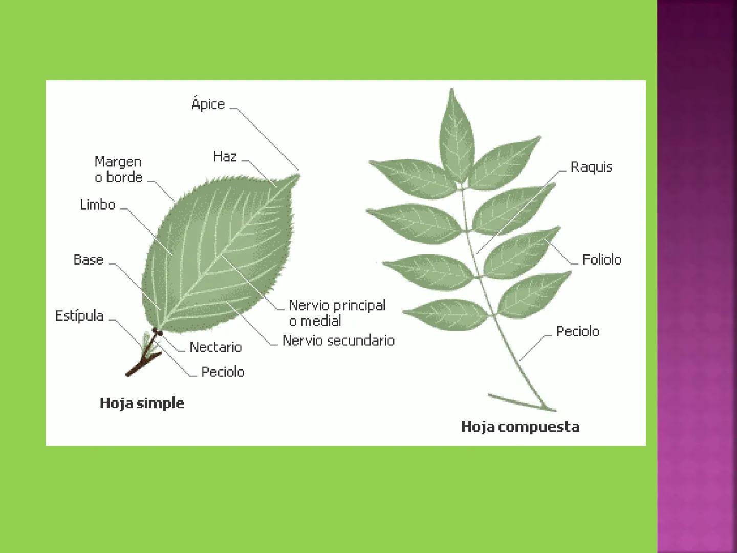 - NERVADURA
  PRINCIPAL
- PECÍOLO
- NERVADURA
  SECUNDARIA
- BORDE
- LÁMINA O LIMBO
- PUNTA

HOJA # CONTENIDO TEMÁTICO
* 6.4. La Hoja: Fotos