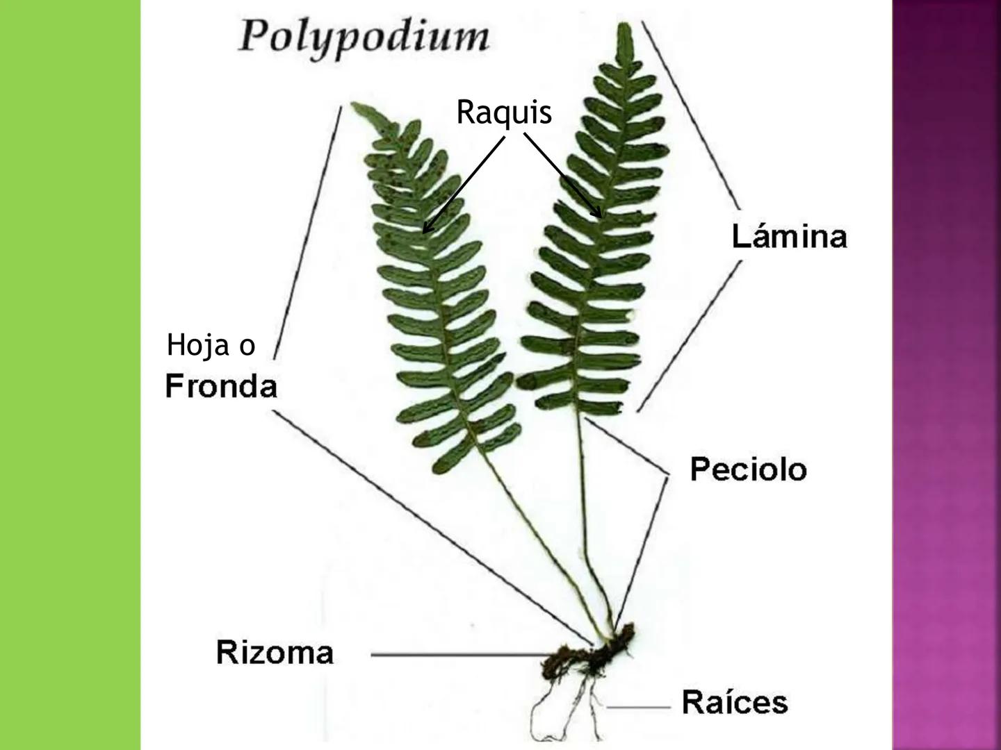 - NERVADURA
  PRINCIPAL
- PECÍOLO
- NERVADURA
  SECUNDARIA
- BORDE
- LÁMINA O LIMBO
- PUNTA

HOJA # CONTENIDO TEMÁTICO
* 6.4. La Hoja: Fotos