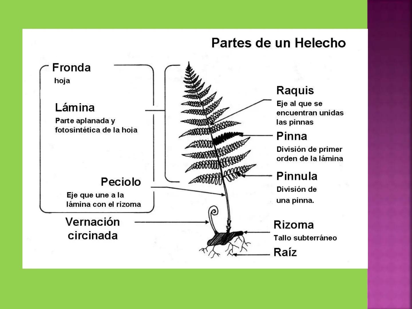 - NERVADURA
  PRINCIPAL
- PECÍOLO
- NERVADURA
  SECUNDARIA
- BORDE
- LÁMINA O LIMBO
- PUNTA

HOJA # CONTENIDO TEMÁTICO
* 6.4. La Hoja: Fotos