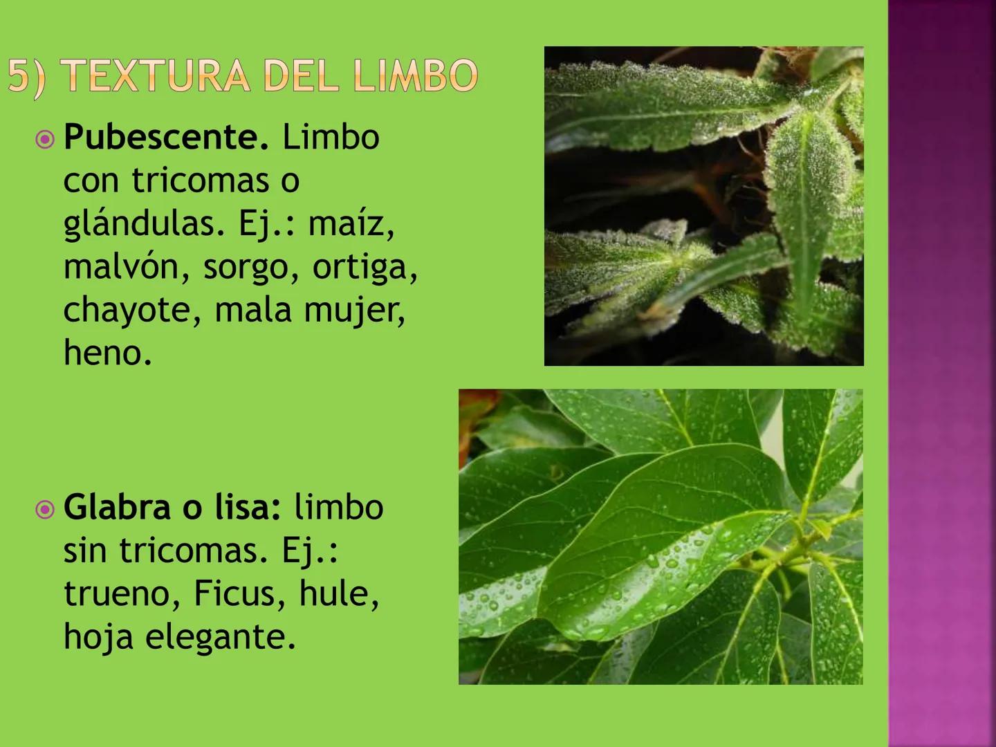- NERVADURA
  PRINCIPAL
- PECÍOLO
- NERVADURA
  SECUNDARIA
- BORDE
- LÁMINA O LIMBO
- PUNTA

HOJA # CONTENIDO TEMÁTICO
* 6.4. La Hoja: Fotos