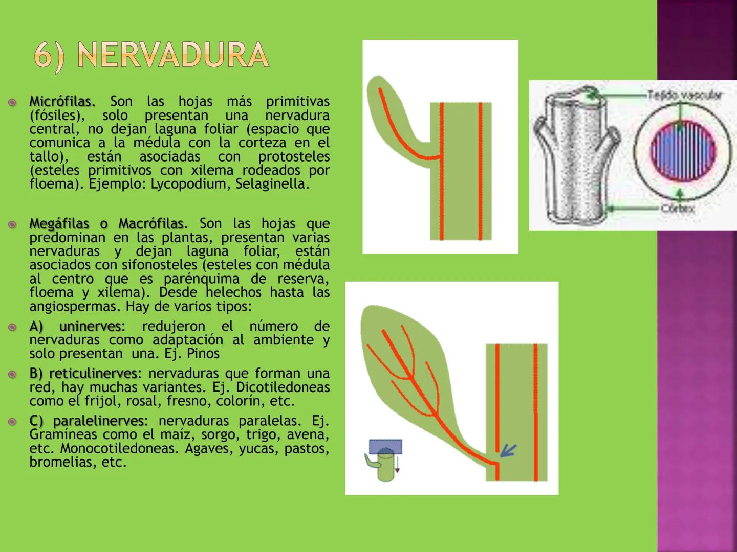 - NERVADURA
  PRINCIPAL
- PECÍOLO
- NERVADURA
  SECUNDARIA
- BORDE
- LÁMINA O LIMBO
- PUNTA

HOJA # CONTENIDO TEMÁTICO
* 6.4. La Hoja: Fotos