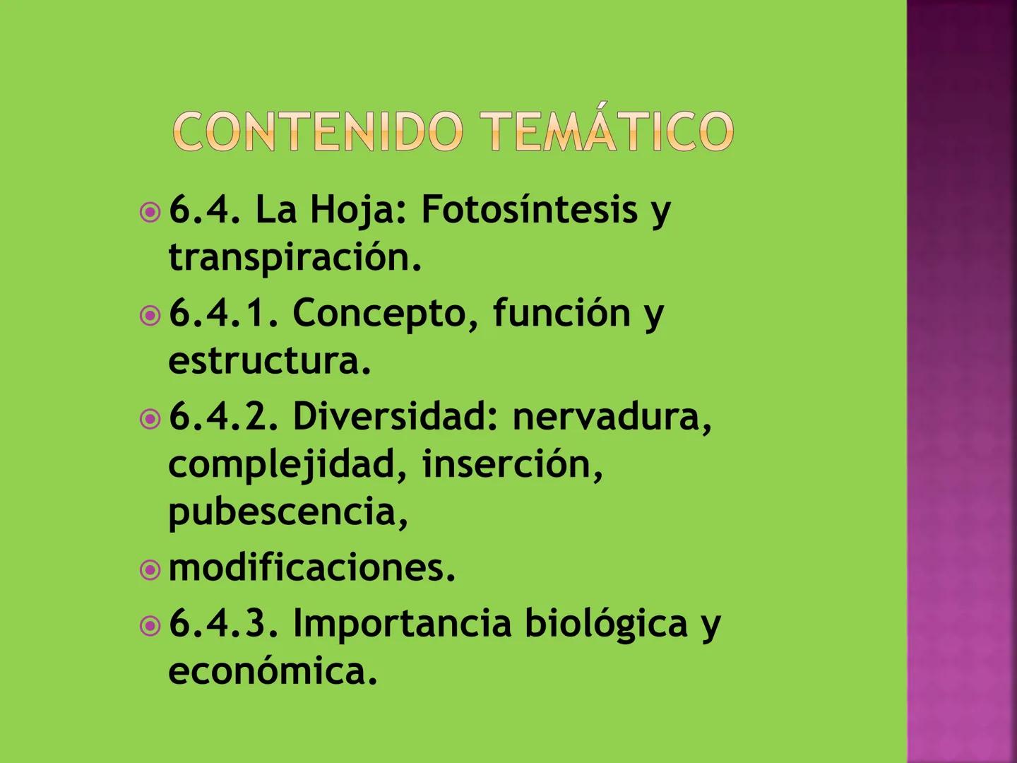 - NERVADURA
  PRINCIPAL
- PECÍOLO
- NERVADURA
  SECUNDARIA
- BORDE
- LÁMINA O LIMBO
- PUNTA

HOJA # CONTENIDO TEMÁTICO
* 6.4. La Hoja: Fotos