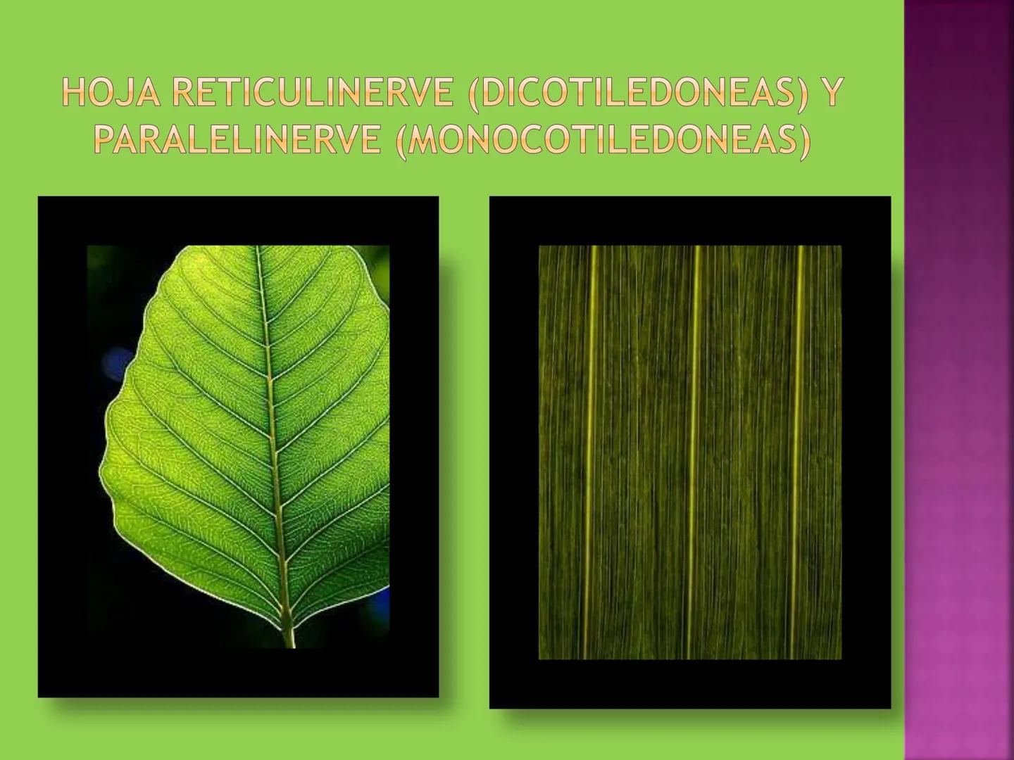 - NERVADURA
  PRINCIPAL
- PECÍOLO
- NERVADURA
  SECUNDARIA
- BORDE
- LÁMINA O LIMBO
- PUNTA

HOJA # CONTENIDO TEMÁTICO
* 6.4. La Hoja: Fotos