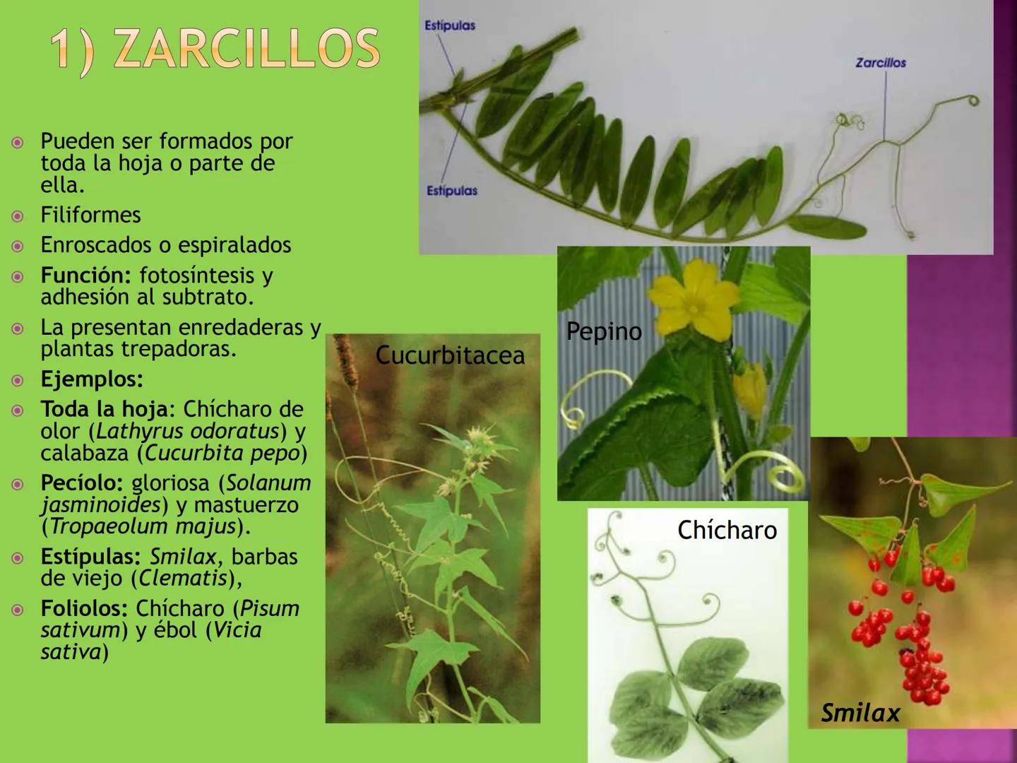 - NERVADURA
  PRINCIPAL
- PECÍOLO
- NERVADURA
  SECUNDARIA
- BORDE
- LÁMINA O LIMBO
- PUNTA

HOJA # CONTENIDO TEMÁTICO
* 6.4. La Hoja: Fotos