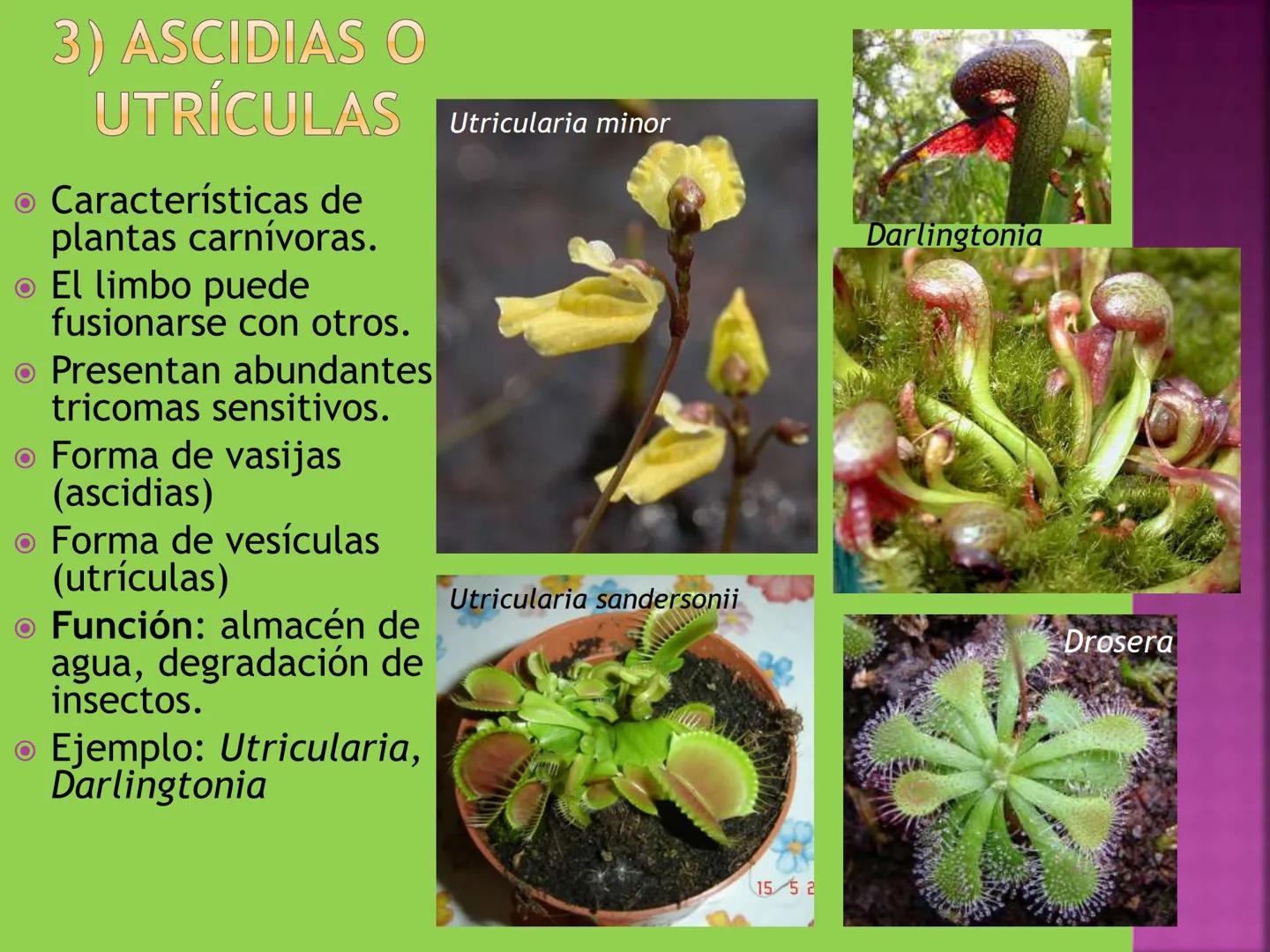 - NERVADURA
  PRINCIPAL
- PECÍOLO
- NERVADURA
  SECUNDARIA
- BORDE
- LÁMINA O LIMBO
- PUNTA

HOJA # CONTENIDO TEMÁTICO
* 6.4. La Hoja: Fotos