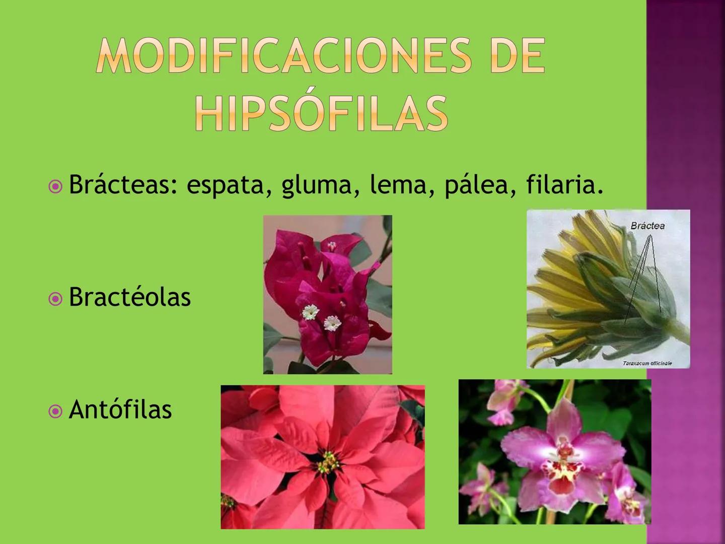 - NERVADURA
  PRINCIPAL
- PECÍOLO
- NERVADURA
  SECUNDARIA
- BORDE
- LÁMINA O LIMBO
- PUNTA

HOJA # CONTENIDO TEMÁTICO
* 6.4. La Hoja: Fotos