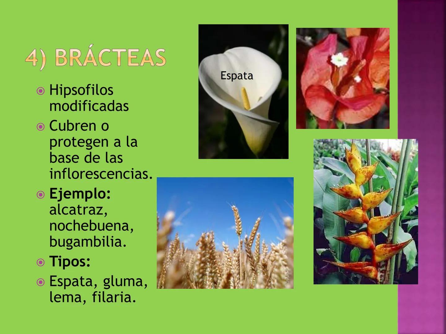 - NERVADURA
  PRINCIPAL
- PECÍOLO
- NERVADURA
  SECUNDARIA
- BORDE
- LÁMINA O LIMBO
- PUNTA

HOJA # CONTENIDO TEMÁTICO
* 6.4. La Hoja: Fotos