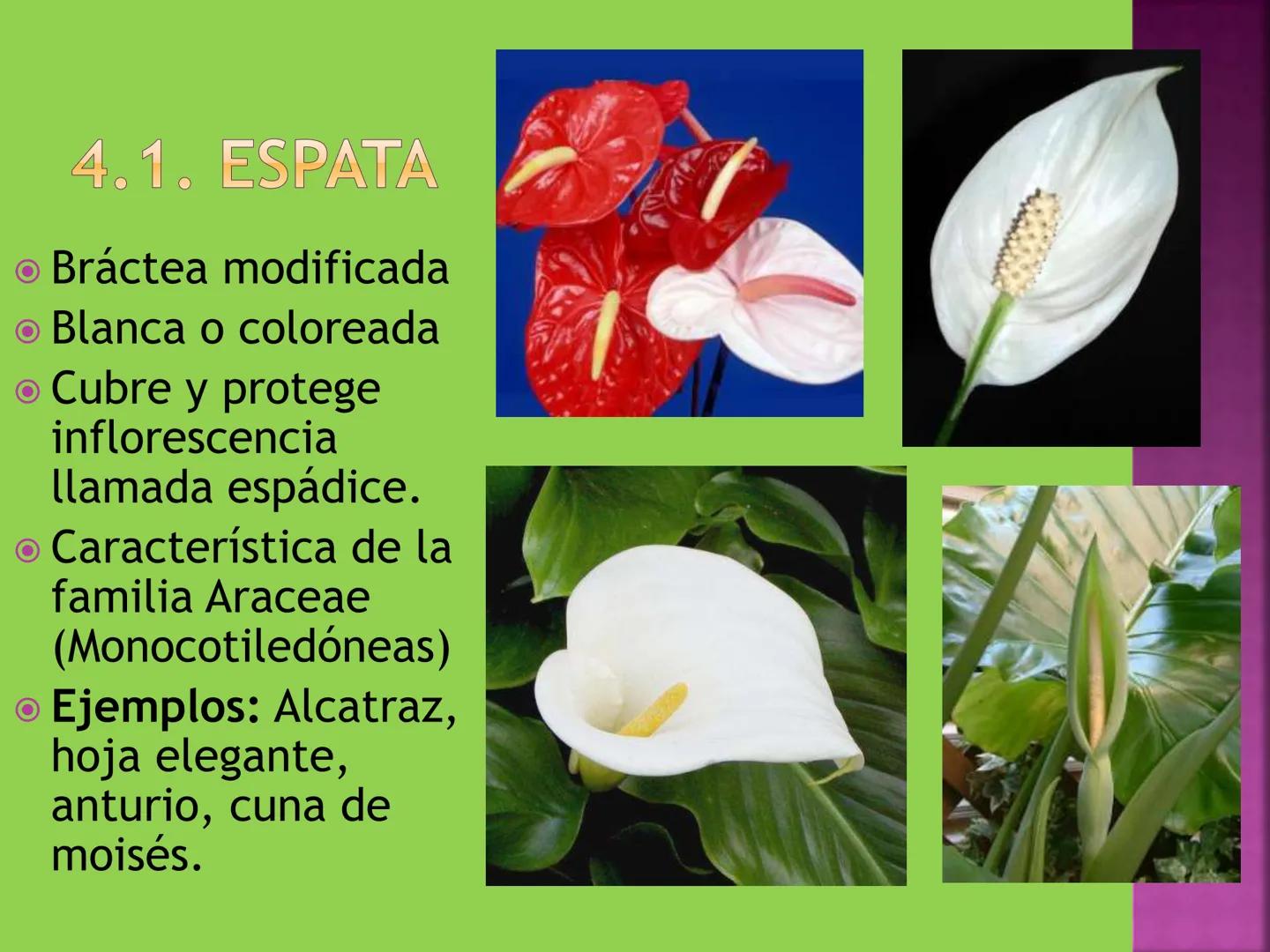 - NERVADURA
  PRINCIPAL
- PECÍOLO
- NERVADURA
  SECUNDARIA
- BORDE
- LÁMINA O LIMBO
- PUNTA

HOJA # CONTENIDO TEMÁTICO
* 6.4. La Hoja: Fotos