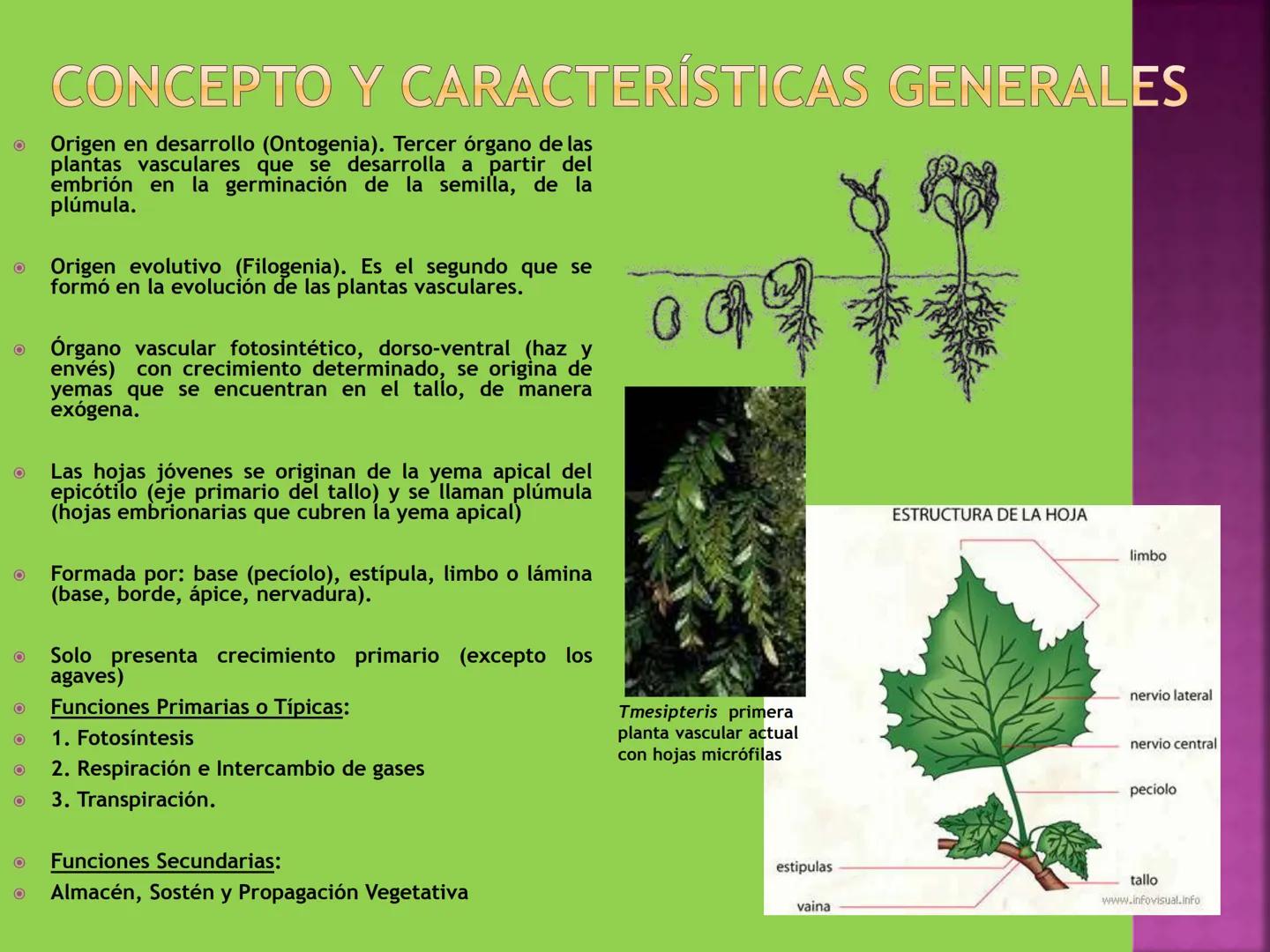 - NERVADURA
  PRINCIPAL
- PECÍOLO
- NERVADURA
  SECUNDARIA
- BORDE
- LÁMINA O LIMBO
- PUNTA

HOJA # CONTENIDO TEMÁTICO
* 6.4. La Hoja: Fotos