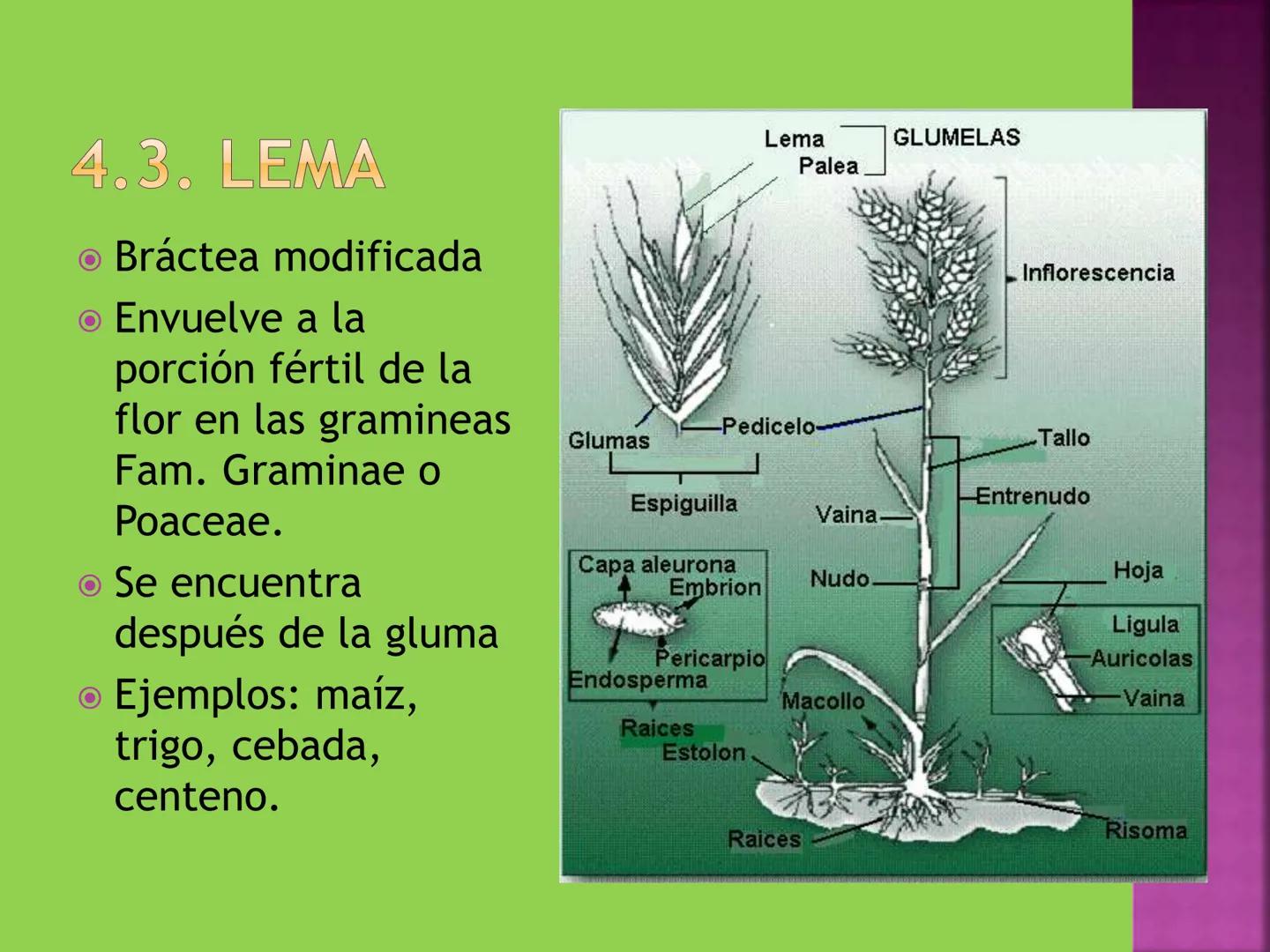 - NERVADURA
  PRINCIPAL
- PECÍOLO
- NERVADURA
  SECUNDARIA
- BORDE
- LÁMINA O LIMBO
- PUNTA

HOJA # CONTENIDO TEMÁTICO
* 6.4. La Hoja: Fotos