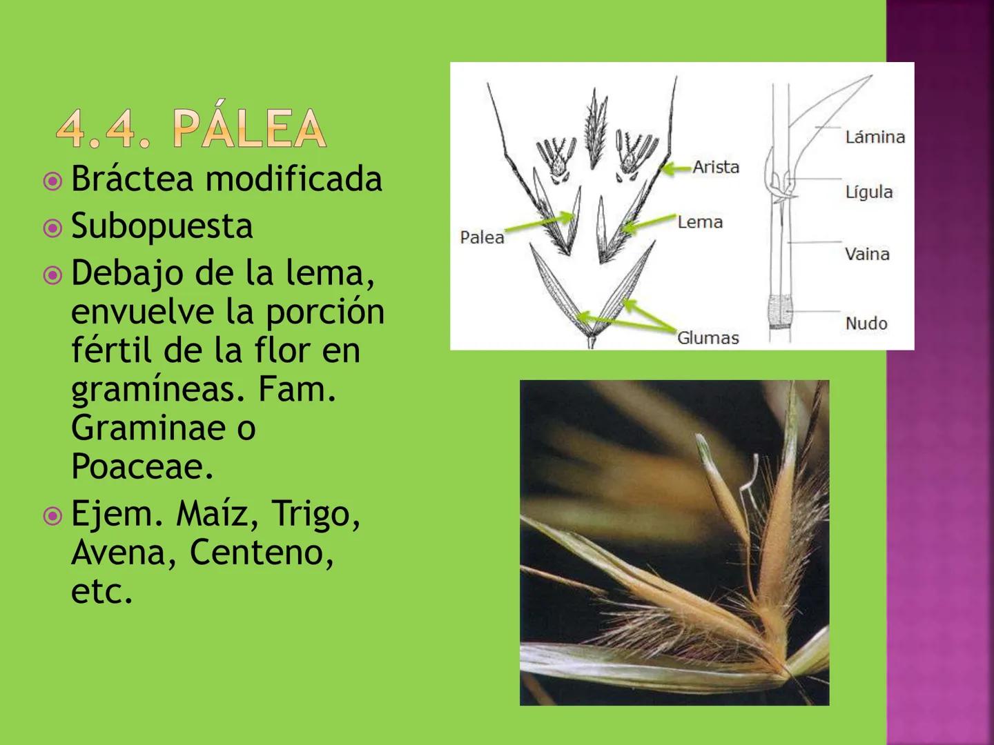 - NERVADURA
  PRINCIPAL
- PECÍOLO
- NERVADURA
  SECUNDARIA
- BORDE
- LÁMINA O LIMBO
- PUNTA

HOJA # CONTENIDO TEMÁTICO
* 6.4. La Hoja: Fotos