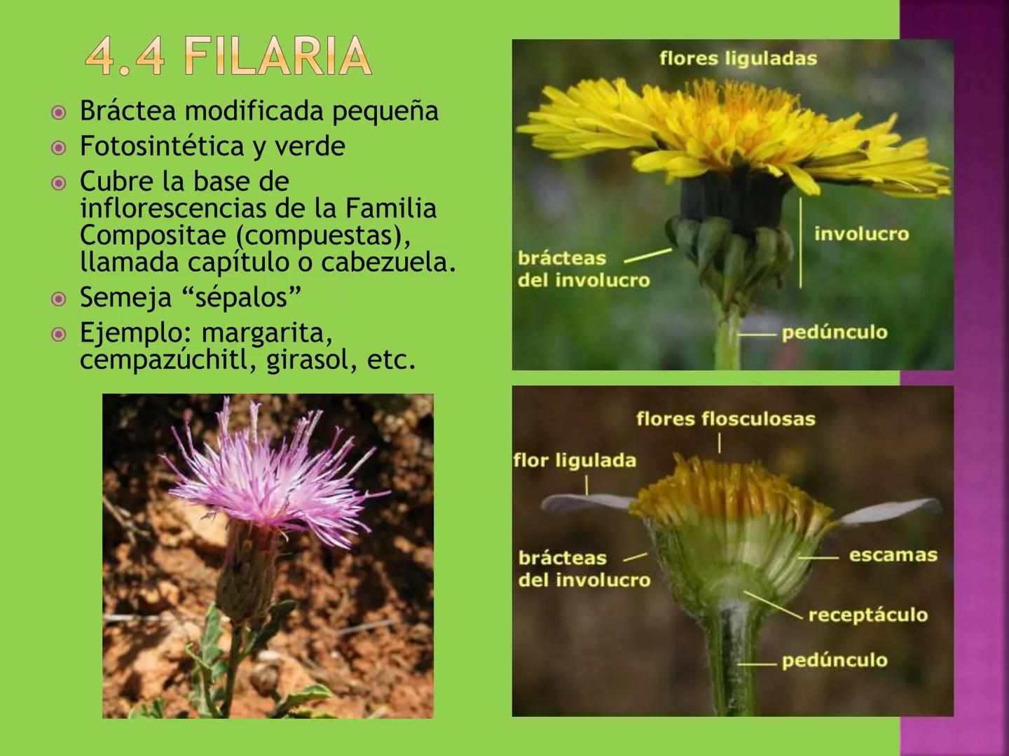 - NERVADURA
  PRINCIPAL
- PECÍOLO
- NERVADURA
  SECUNDARIA
- BORDE
- LÁMINA O LIMBO
- PUNTA

HOJA # CONTENIDO TEMÁTICO
* 6.4. La Hoja: Fotos