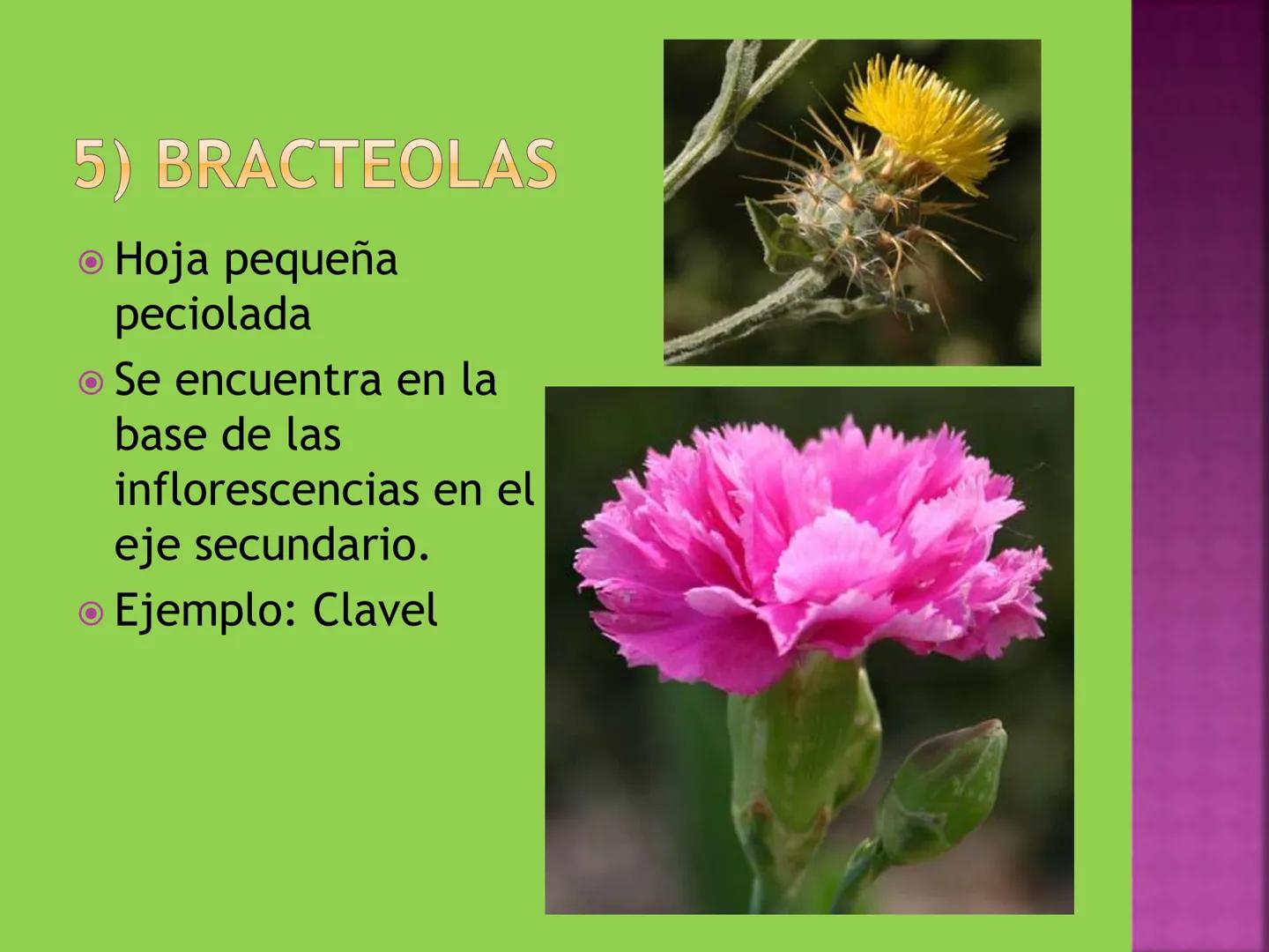 - NERVADURA
  PRINCIPAL
- PECÍOLO
- NERVADURA
  SECUNDARIA
- BORDE
- LÁMINA O LIMBO
- PUNTA

HOJA # CONTENIDO TEMÁTICO
* 6.4. La Hoja: Fotos