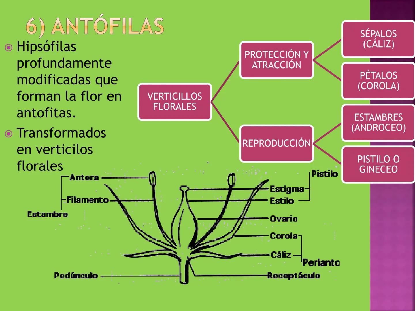 - NERVADURA
  PRINCIPAL
- PECÍOLO
- NERVADURA
  SECUNDARIA
- BORDE
- LÁMINA O LIMBO
- PUNTA

HOJA # CONTENIDO TEMÁTICO
* 6.4. La Hoja: Fotos