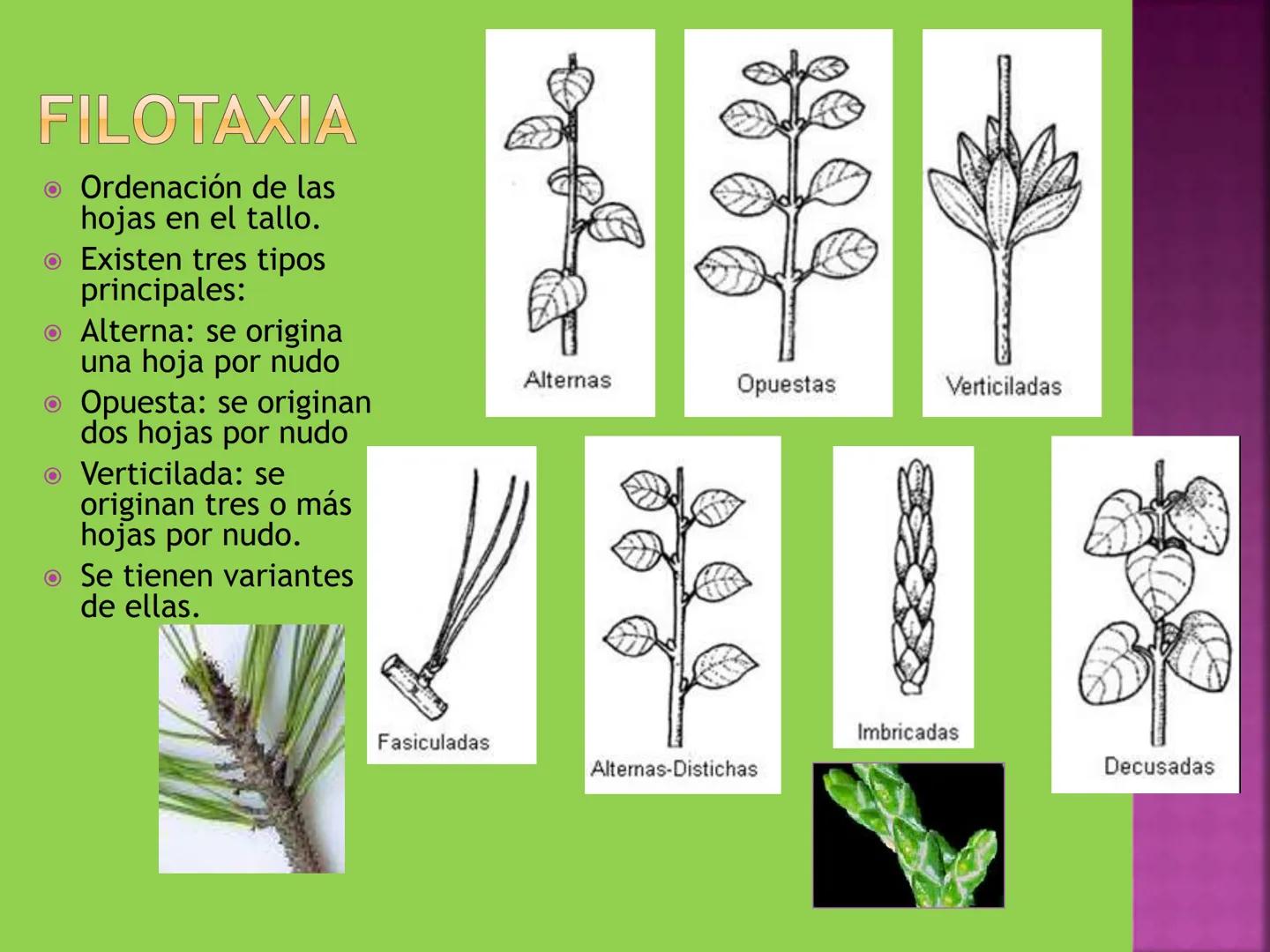 - NERVADURA
  PRINCIPAL
- PECÍOLO
- NERVADURA
  SECUNDARIA
- BORDE
- LÁMINA O LIMBO
- PUNTA

HOJA # CONTENIDO TEMÁTICO
* 6.4. La Hoja: Fotos
