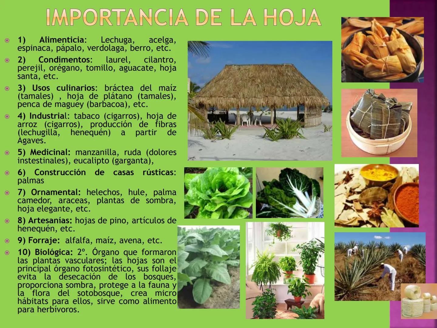 - NERVADURA
  PRINCIPAL
- PECÍOLO
- NERVADURA
  SECUNDARIA
- BORDE
- LÁMINA O LIMBO
- PUNTA

HOJA # CONTENIDO TEMÁTICO
* 6.4. La Hoja: Fotos