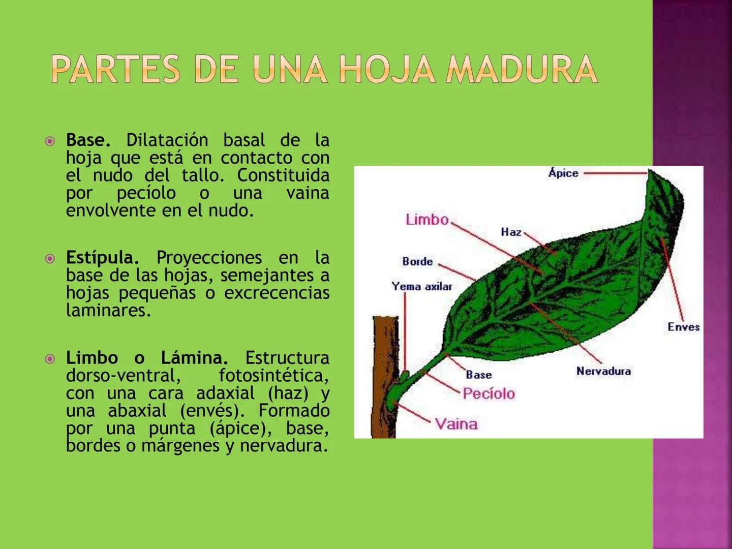 - NERVADURA
  PRINCIPAL
- PECÍOLO
- NERVADURA
  SECUNDARIA
- BORDE
- LÁMINA O LIMBO
- PUNTA

HOJA # CONTENIDO TEMÁTICO
* 6.4. La Hoja: Fotos