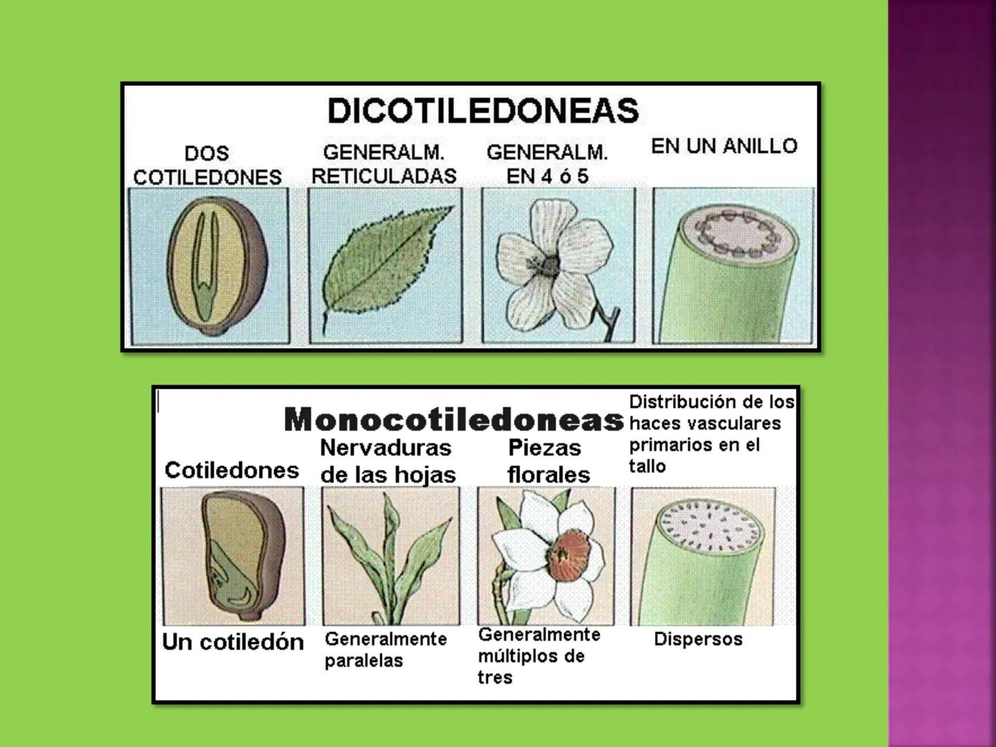 - NERVADURA
  PRINCIPAL
- PECÍOLO
- NERVADURA
  SECUNDARIA
- BORDE
- LÁMINA O LIMBO
- PUNTA

HOJA # CONTENIDO TEMÁTICO
* 6.4. La Hoja: Fotos