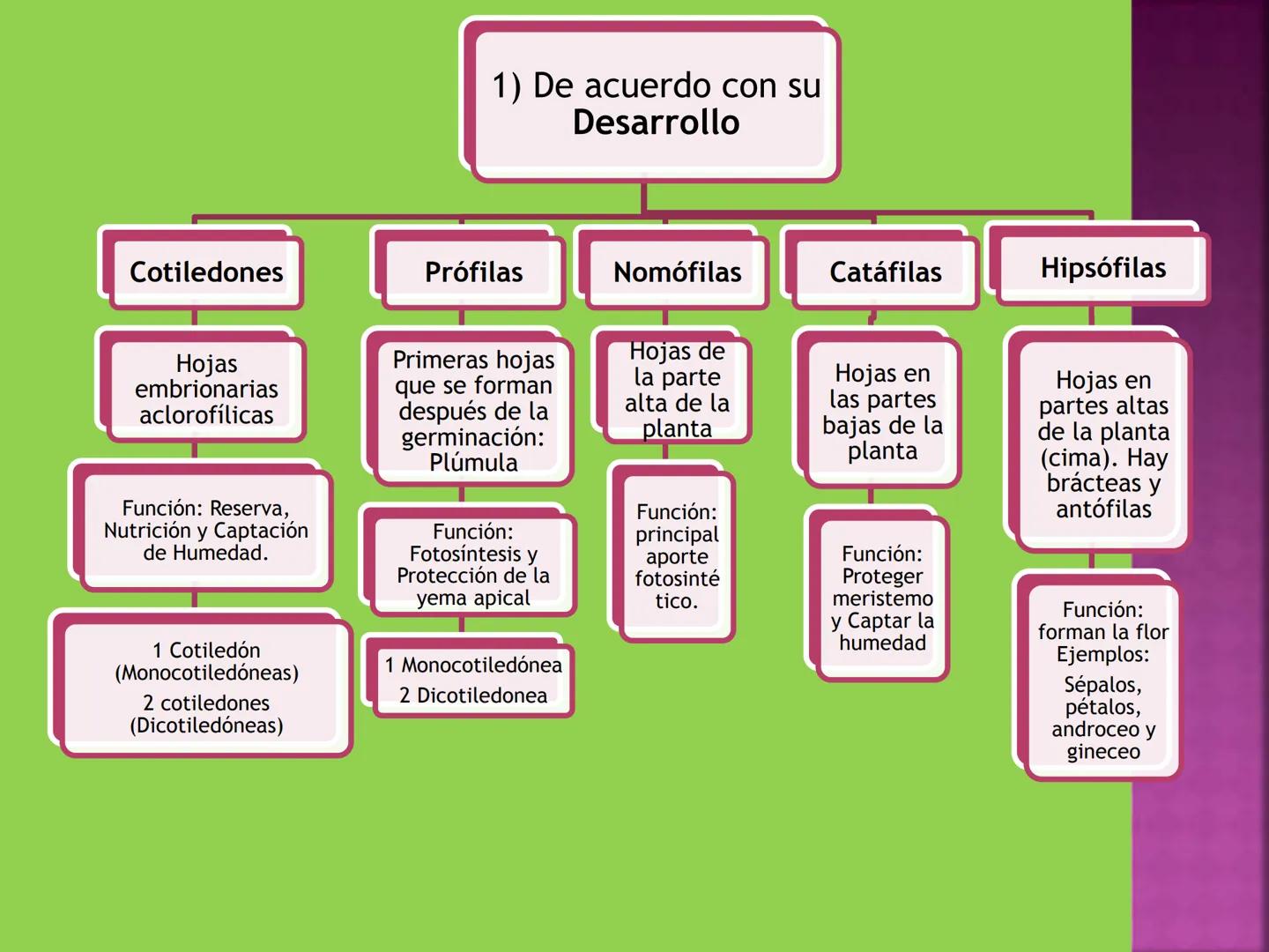 - NERVADURA
  PRINCIPAL
- PECÍOLO
- NERVADURA
  SECUNDARIA
- BORDE
- LÁMINA O LIMBO
- PUNTA

HOJA # CONTENIDO TEMÁTICO
* 6.4. La Hoja: Fotos