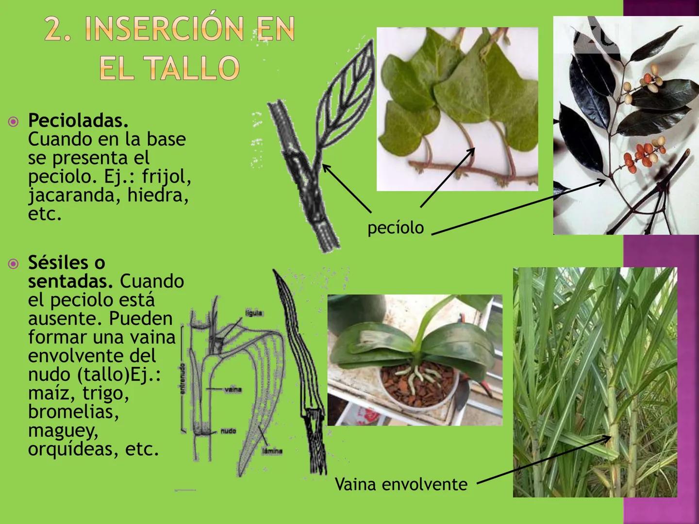 - NERVADURA
  PRINCIPAL
- PECÍOLO
- NERVADURA
  SECUNDARIA
- BORDE
- LÁMINA O LIMBO
- PUNTA

HOJA # CONTENIDO TEMÁTICO
* 6.4. La Hoja: Fotos