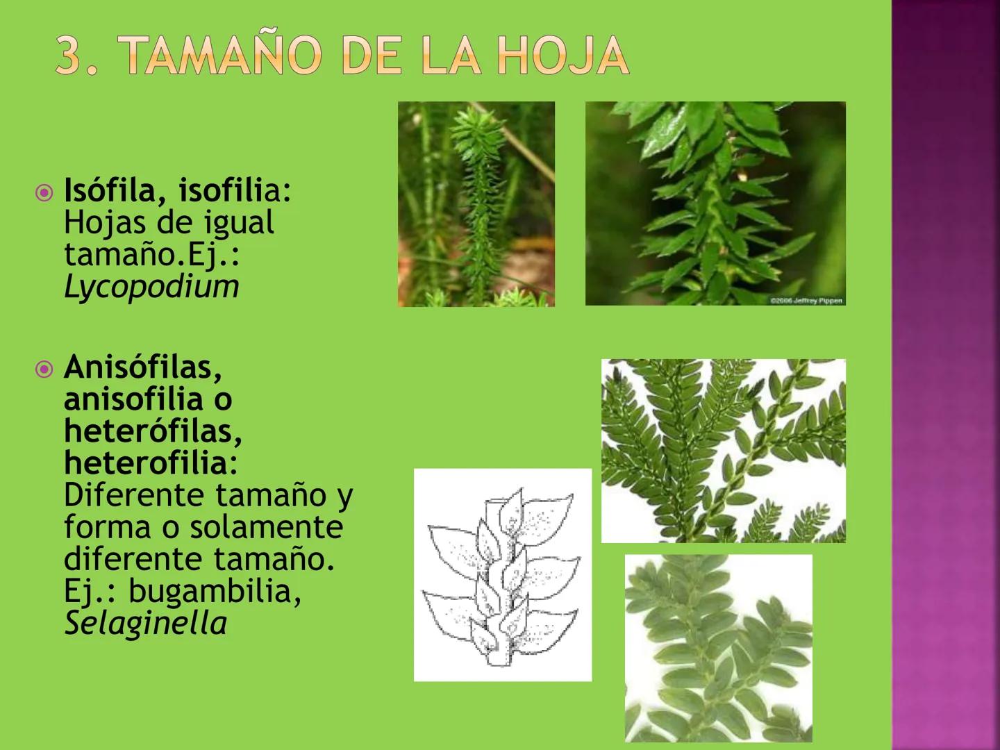 - NERVADURA
  PRINCIPAL
- PECÍOLO
- NERVADURA
  SECUNDARIA
- BORDE
- LÁMINA O LIMBO
- PUNTA

HOJA # CONTENIDO TEMÁTICO
* 6.4. La Hoja: Fotos