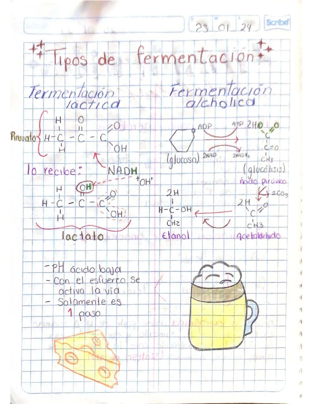 Tipos de Fermentación: Alcohólica y Láctica Explicadas