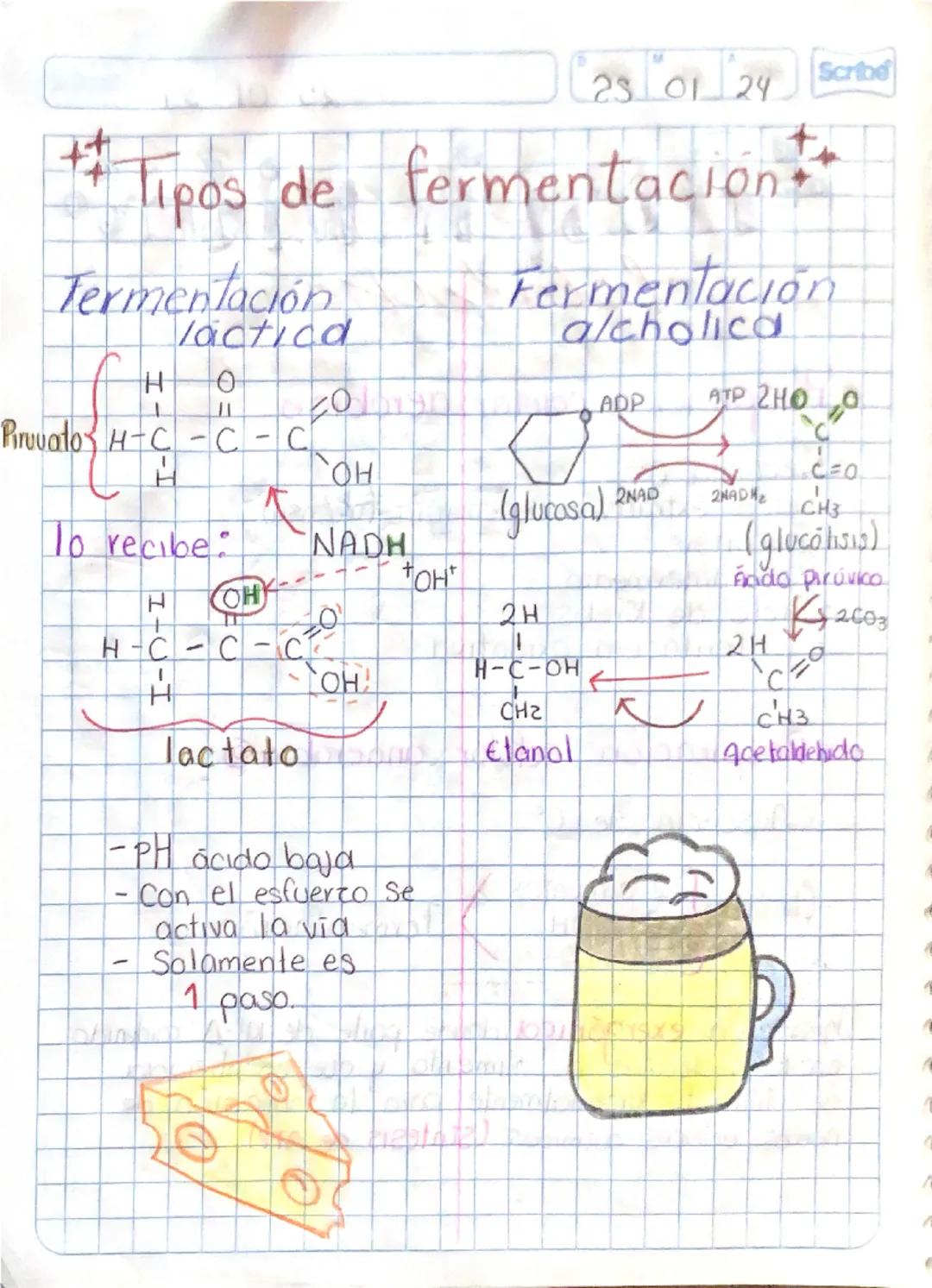 23 01 24 Scribe
Tipos de fermentación
Termentación
H
lactica
0
Fermentación
alcholica
ADP
ATP 2HO
Pruuato H-C-C - C
1
H
To recibe:
Гон
+
(gl