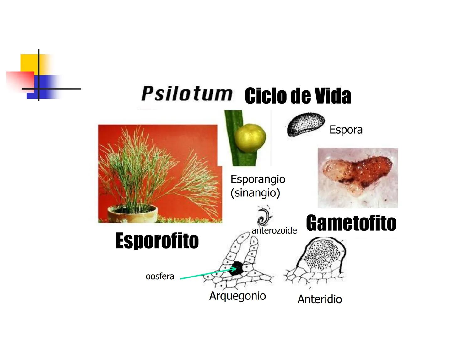 Universidad Autónoma Chapingo

Enseñar la explotación de la tierra,
no la del hombre

UNIVERSIDAD NACIONAL AUTONOMA B MEXICO

I. Biodiversid