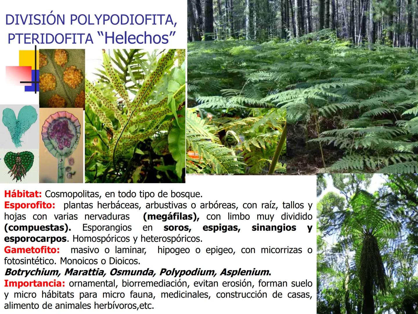 Universidad Autónoma Chapingo

Enseñar la explotación de la tierra,
no la del hombre

UNIVERSIDAD NACIONAL AUTONOMA B MEXICO

I. Biodiversid