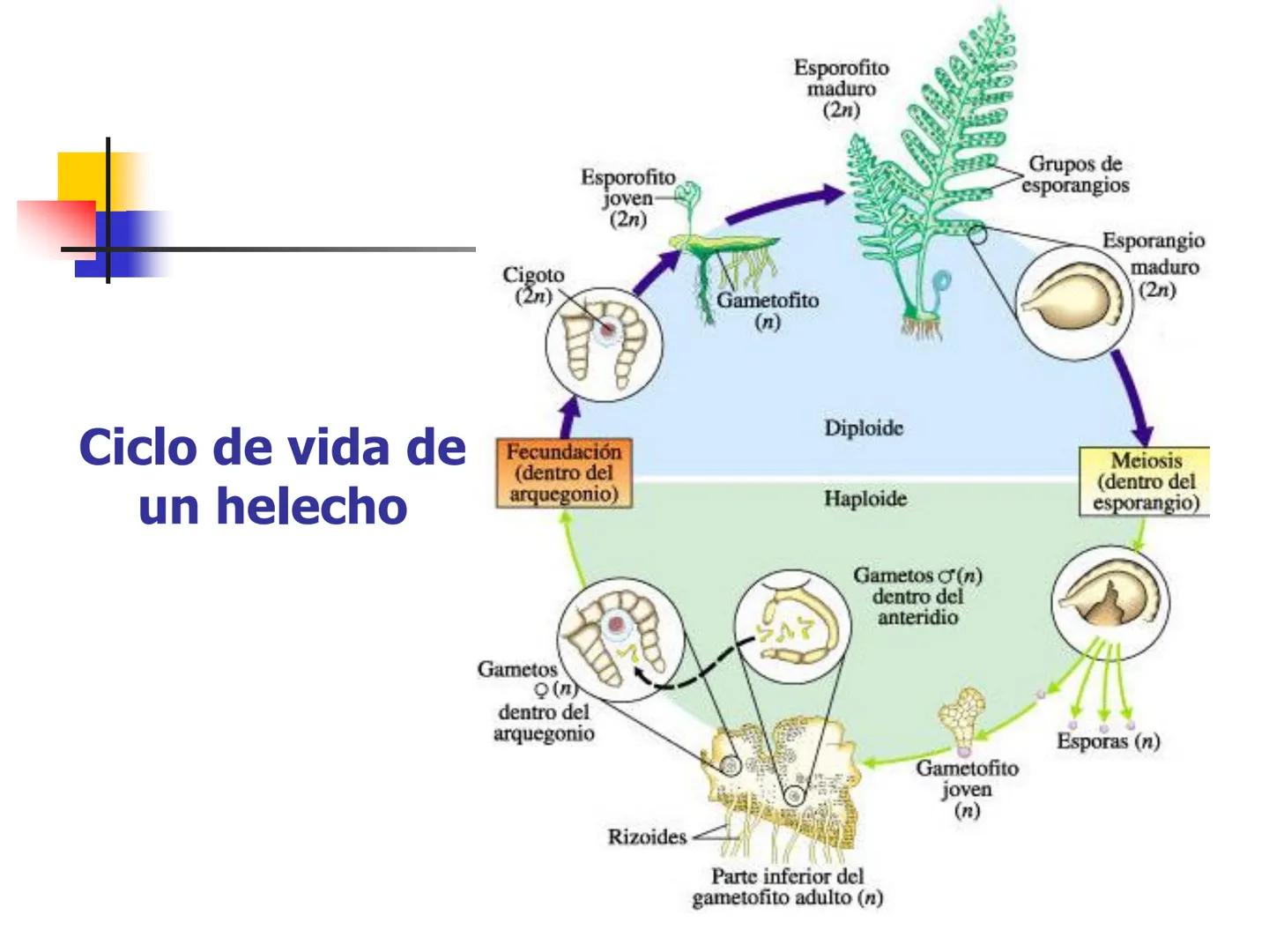 Universidad Autónoma Chapingo

Enseñar la explotación de la tierra,
no la del hombre

UNIVERSIDAD NACIONAL AUTONOMA B MEXICO

I. Biodiversid