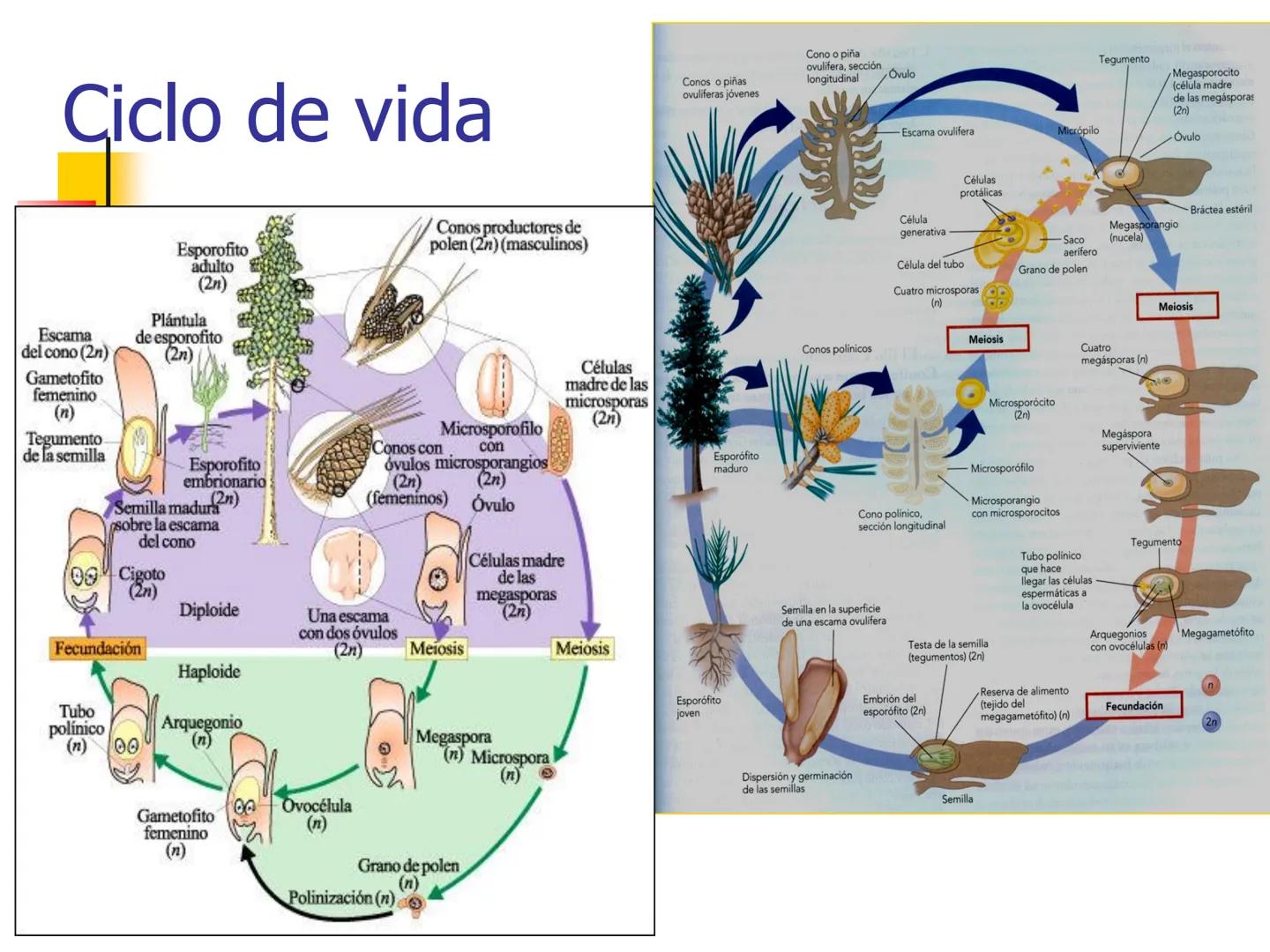 Universidad Autónoma Chapingo

Enseñar la explotación de la tierra,
no la del hombre

UNIVERSIDAD NACIONAL AUTONOMA B MEXICO

I. Biodiversid